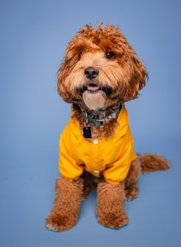 A brown dog wearing a yellow shirt on a blue background