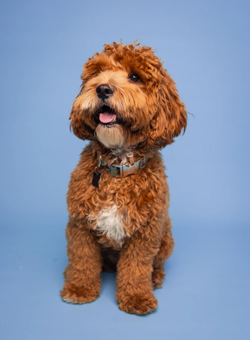 A brown dog sitting in front of a blue background