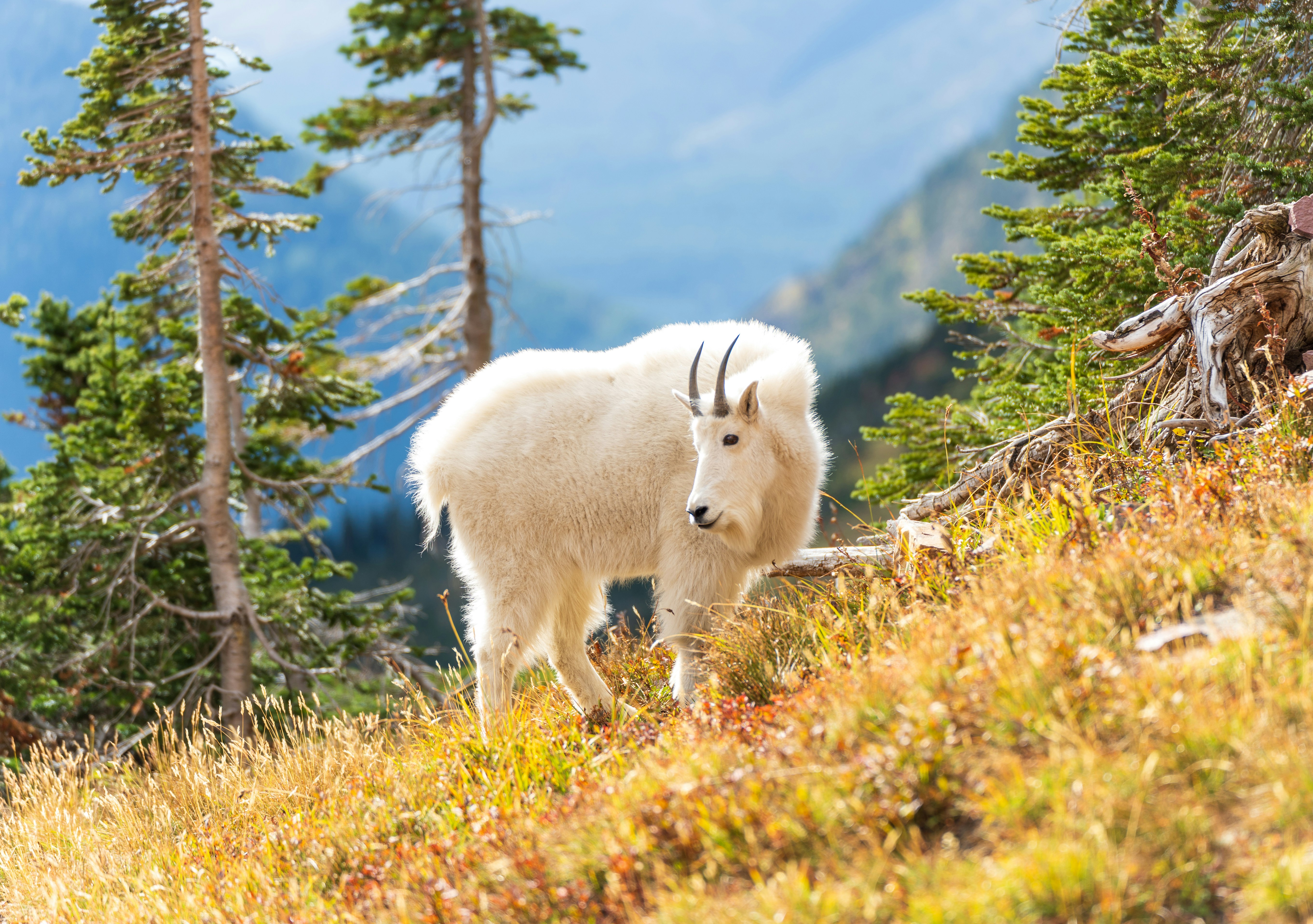 Browning ground beef