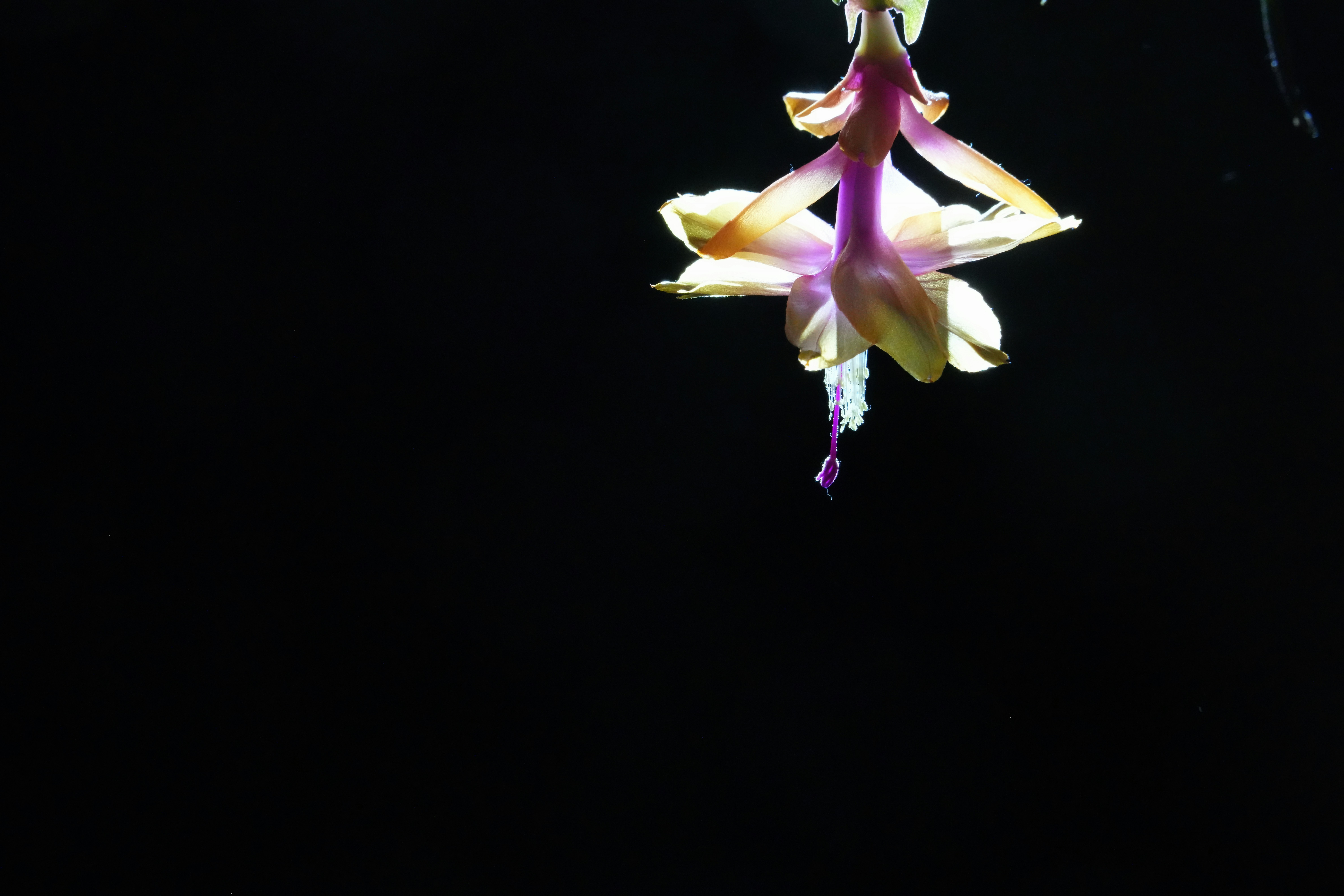 Декабрист — Schlumbergera truncata