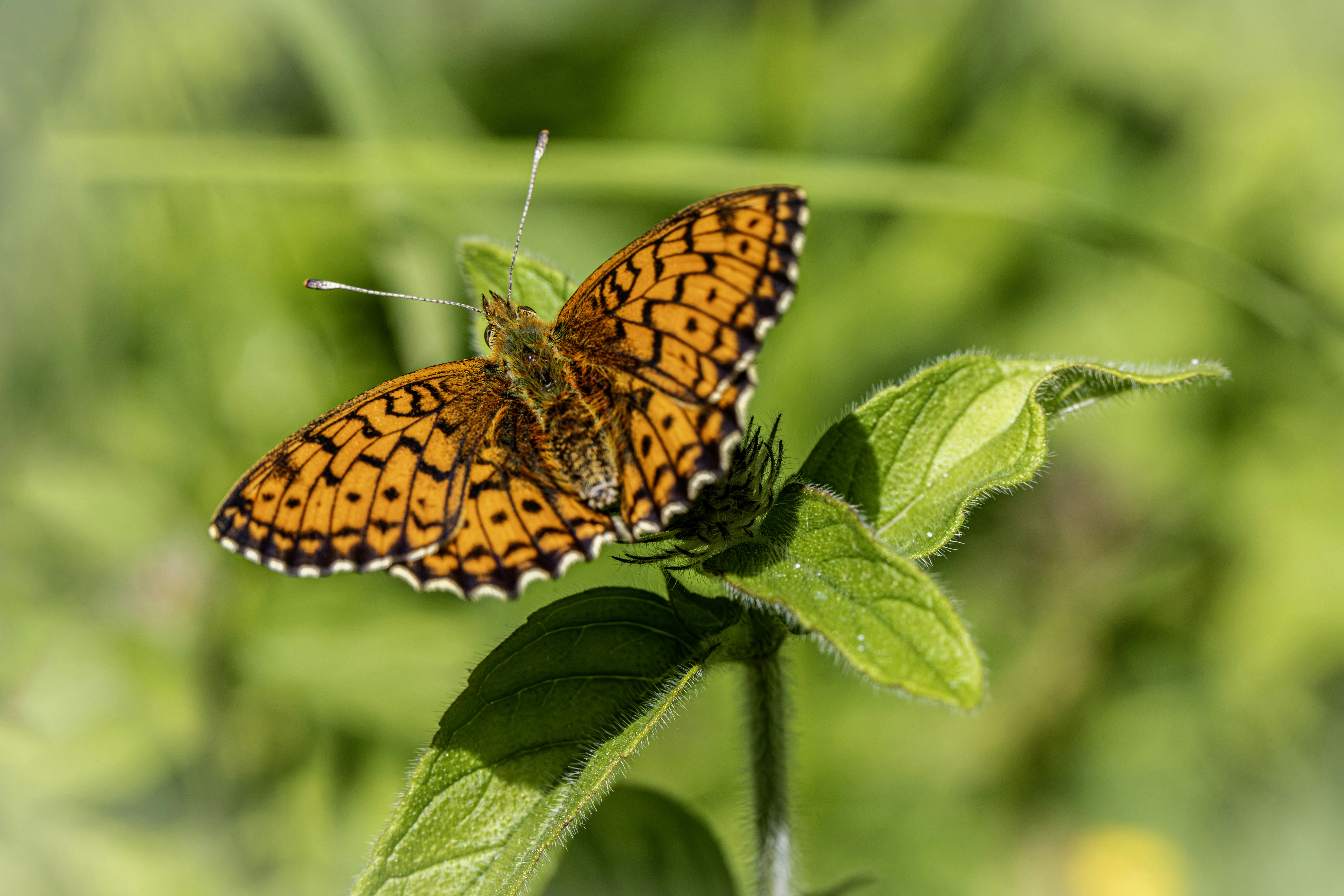 Photo by erik_karits