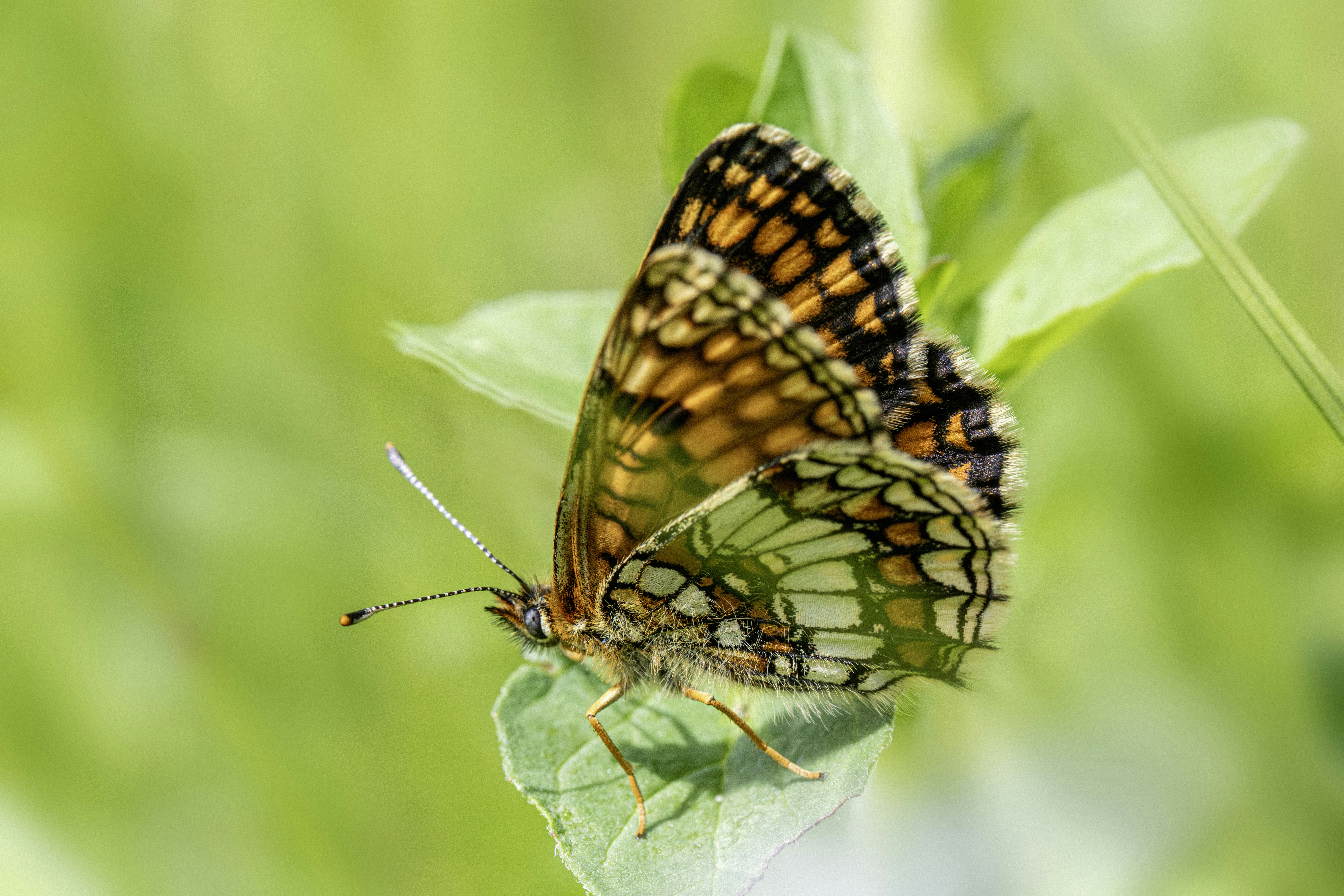 Photo by erik_karits