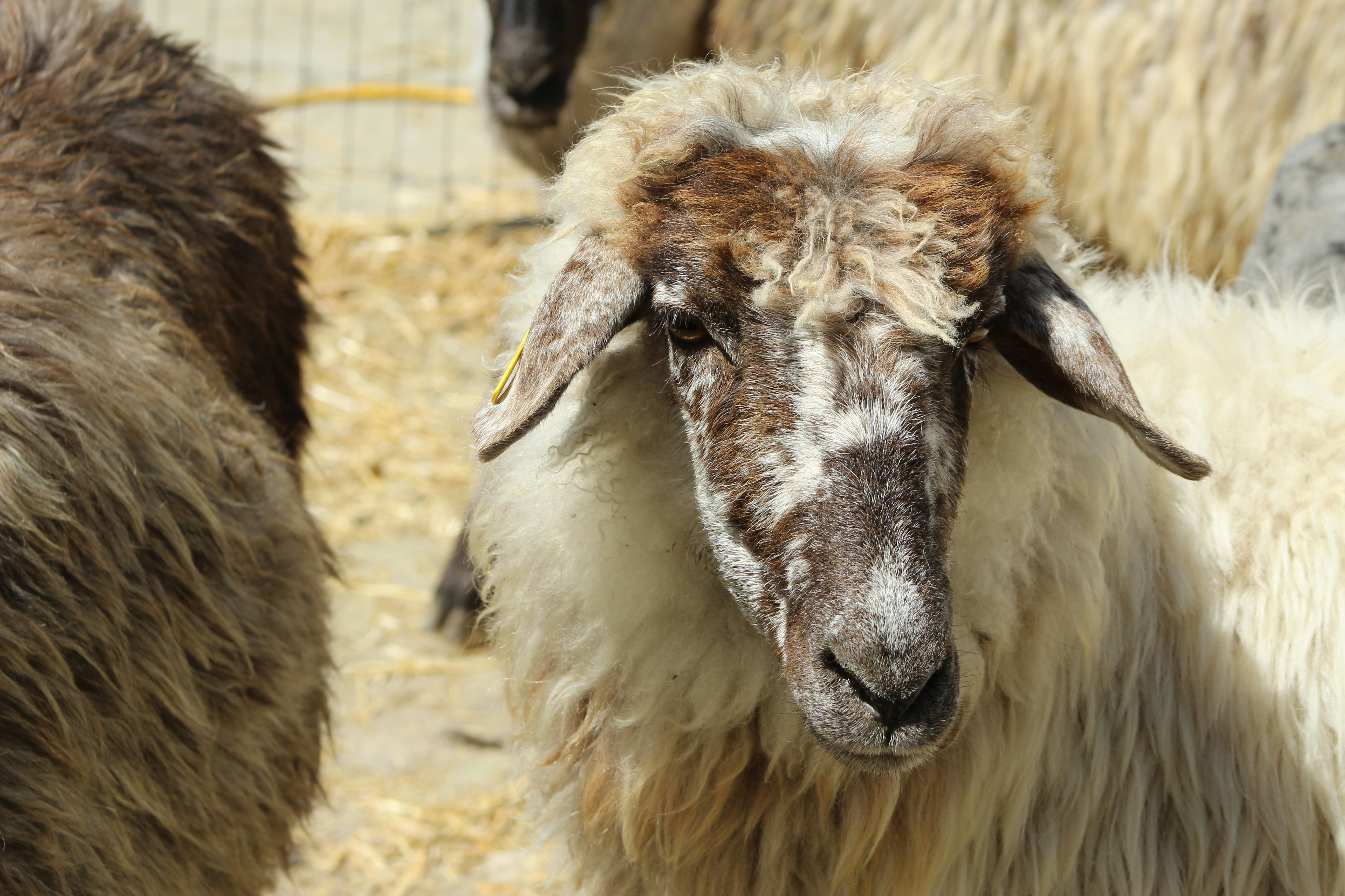 Photo by geisterbilder