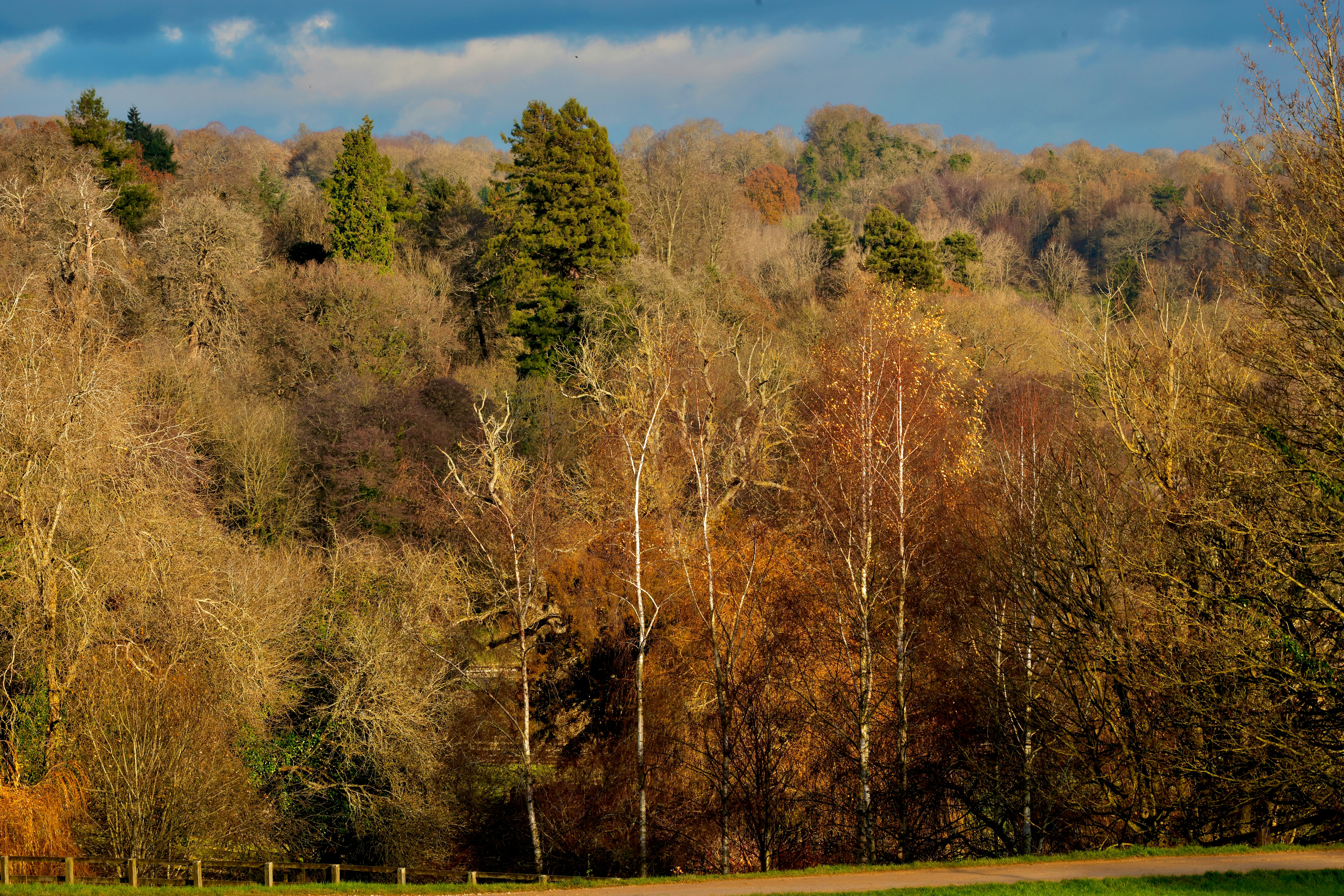 A grassy field with trees in the background