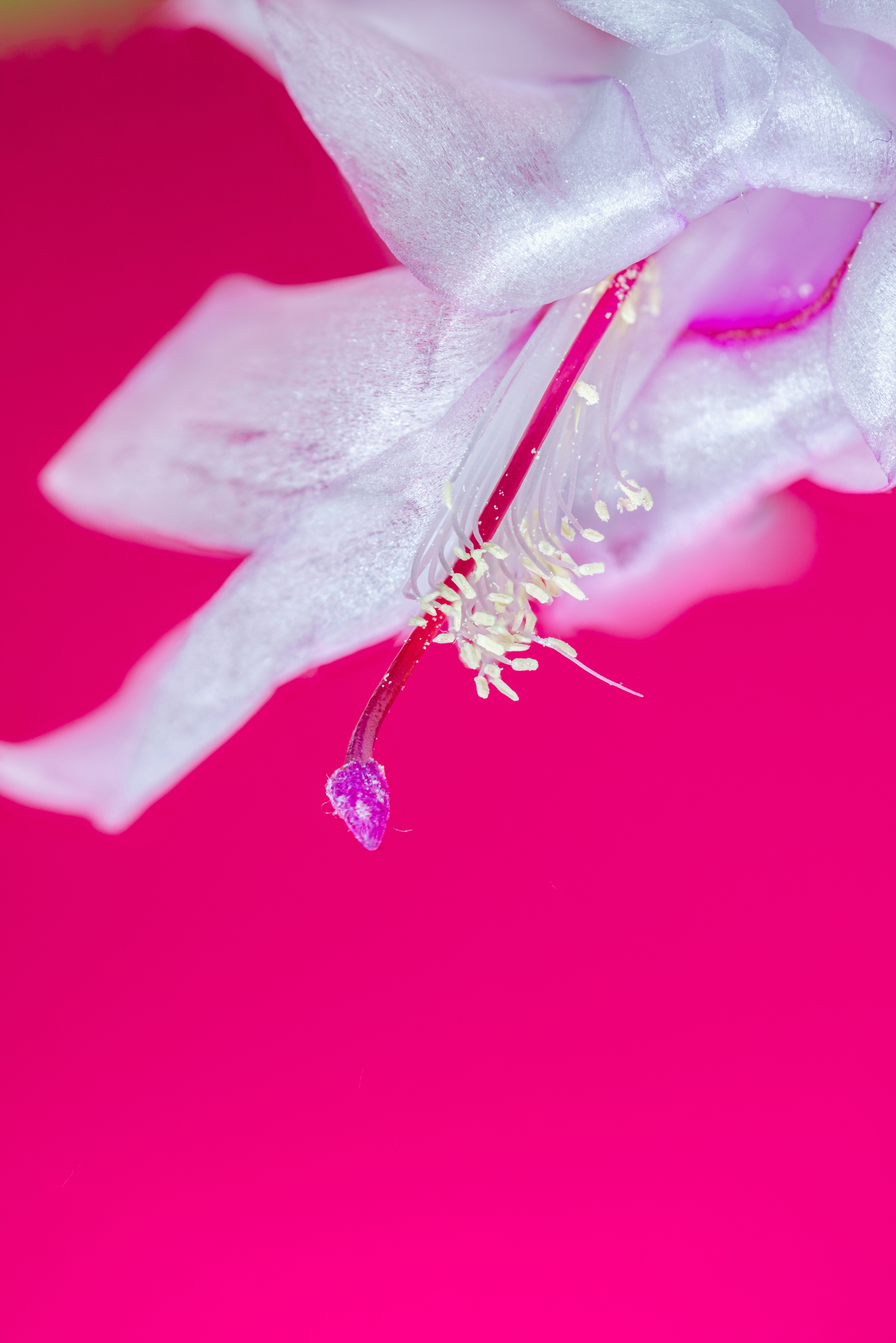 A white flower with a pink background