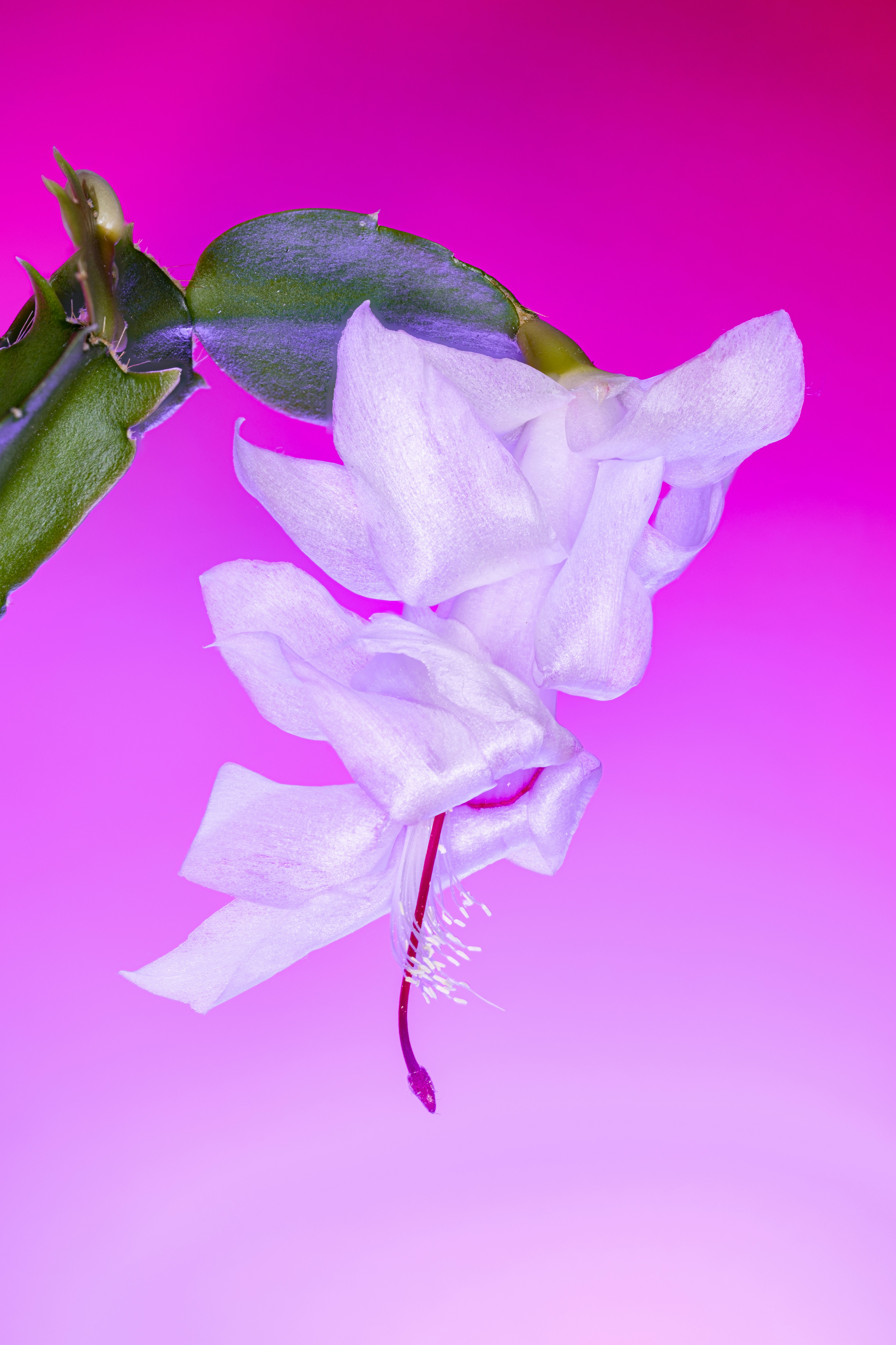 A white flower on a pink and purple background