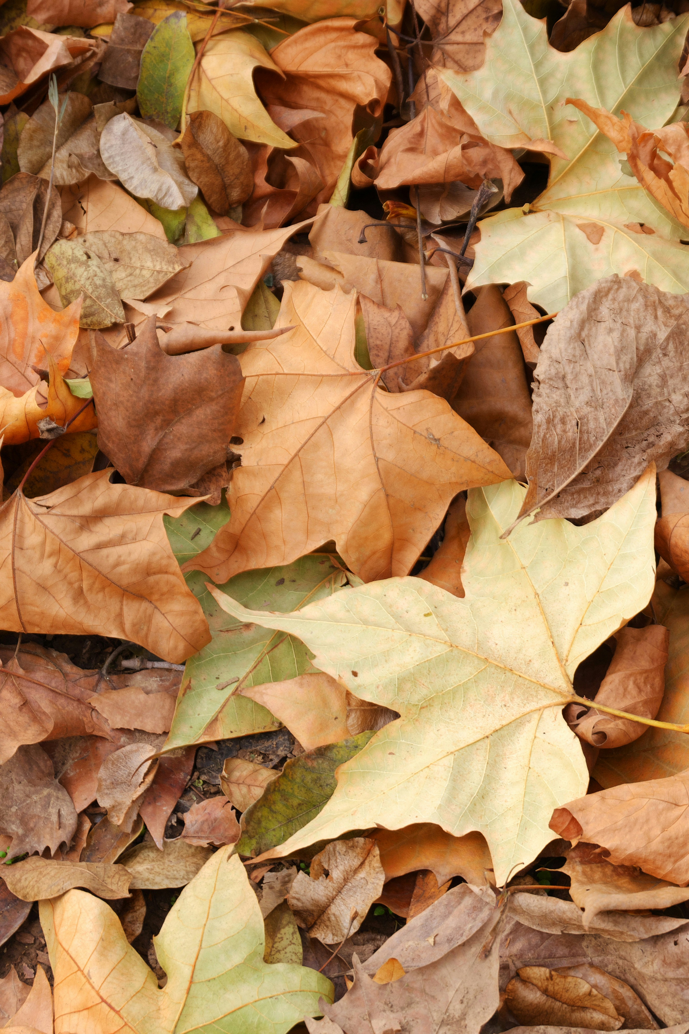 Top-Rated Lawn Care Services in Baton Rouge 's image