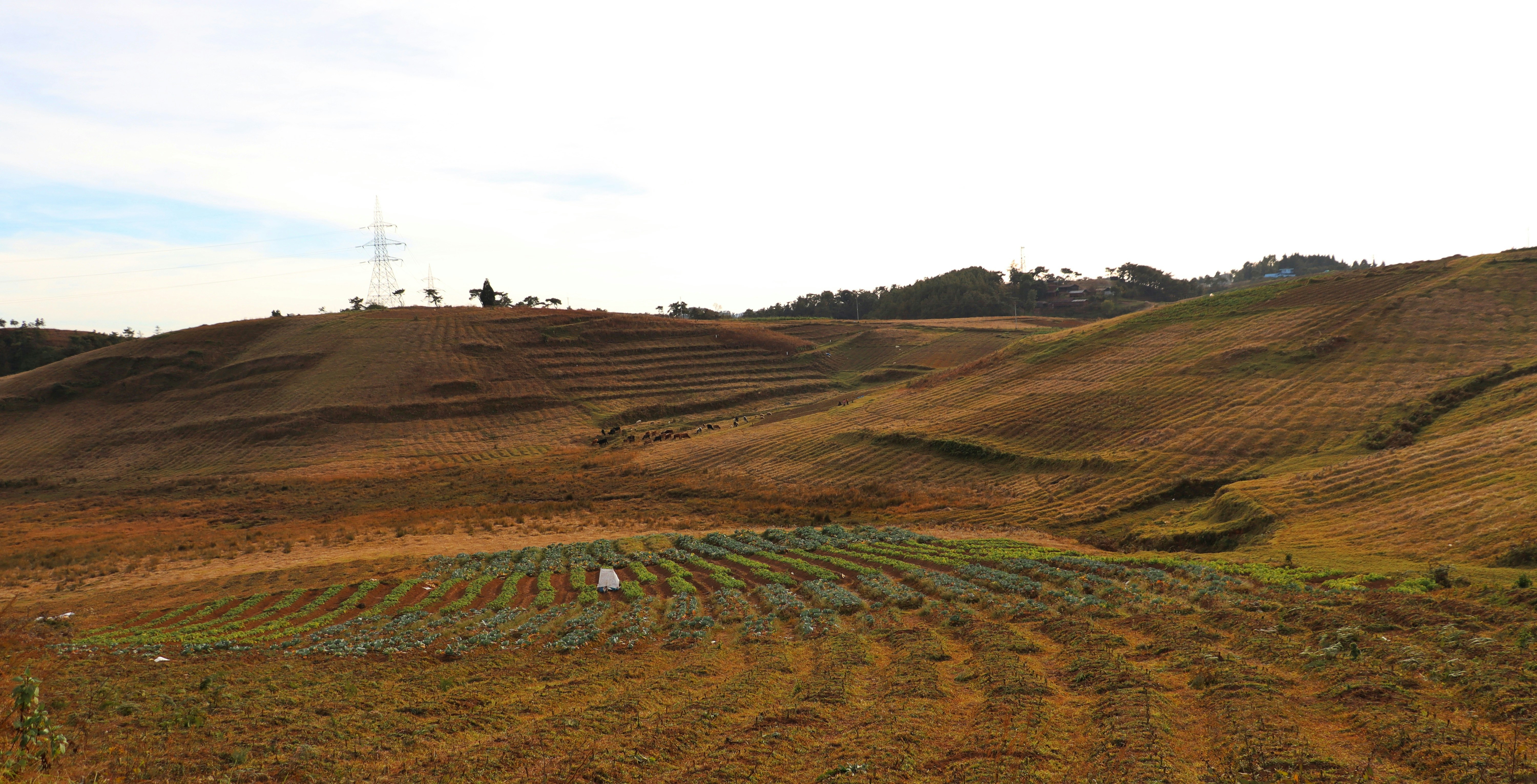Um campo com uma colina ao fundo