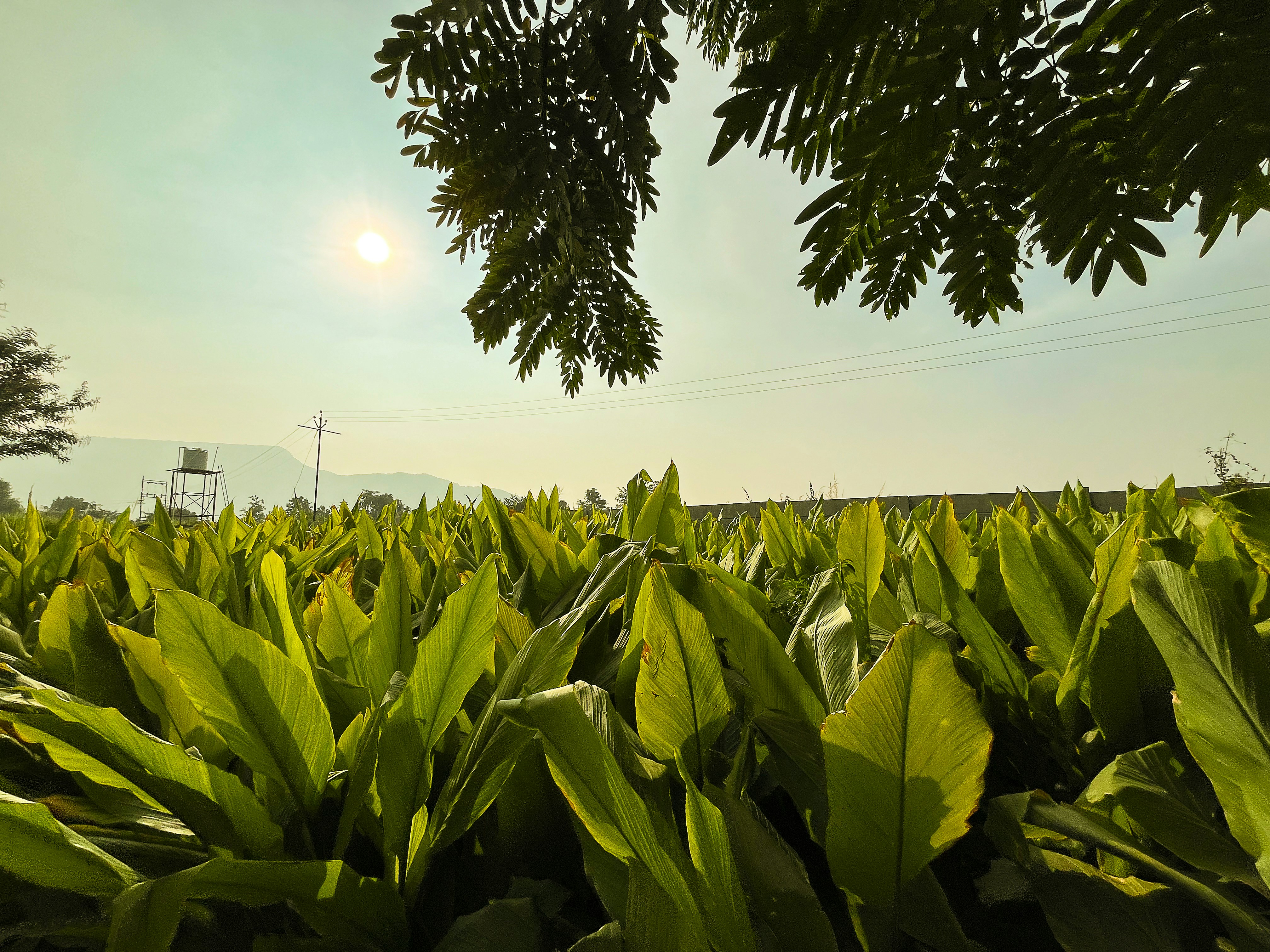Healthy green crop field with dense foliage, bright natural daylight, open agricultural landscape