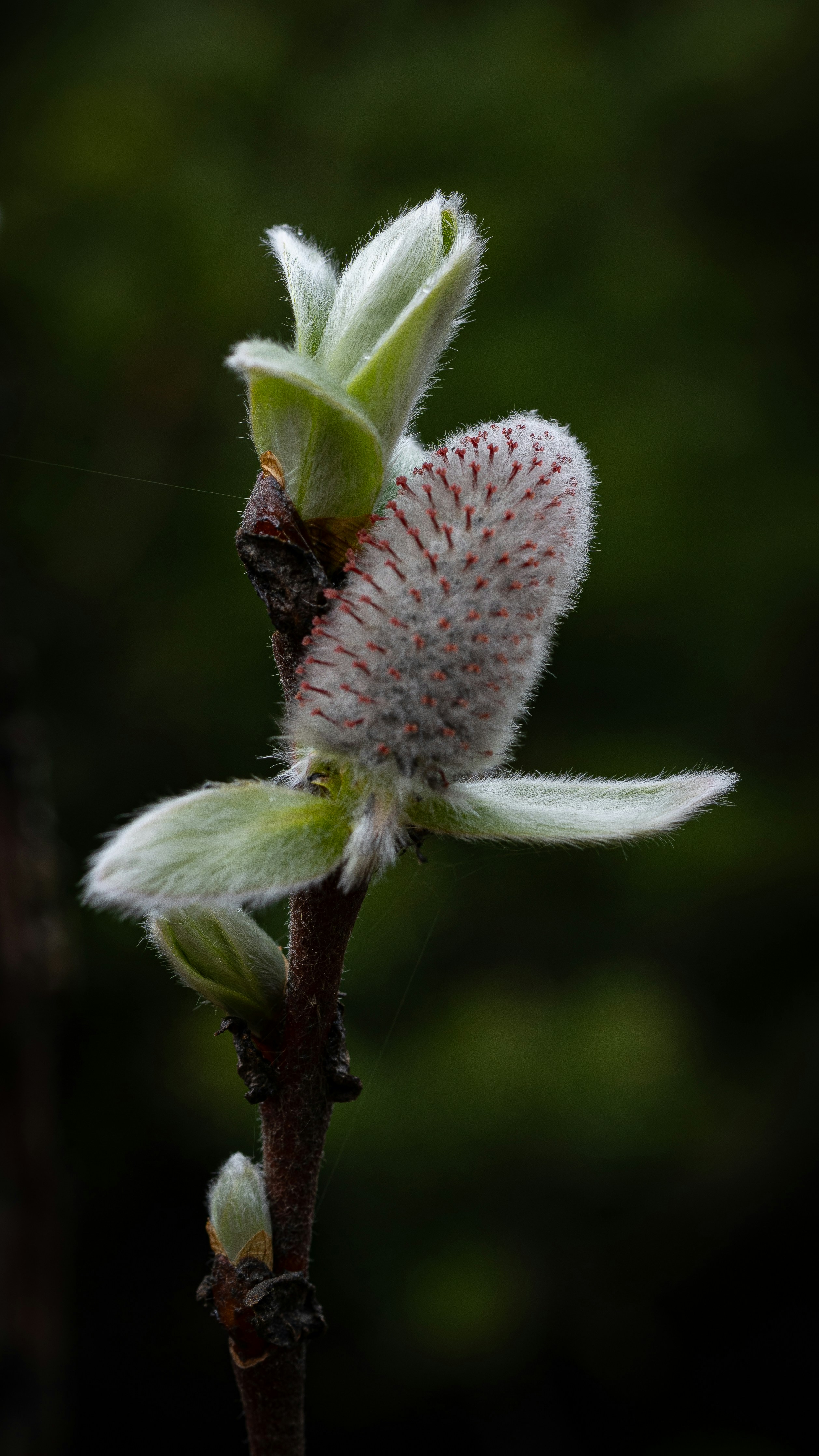 A close up of a flower on a tree branch