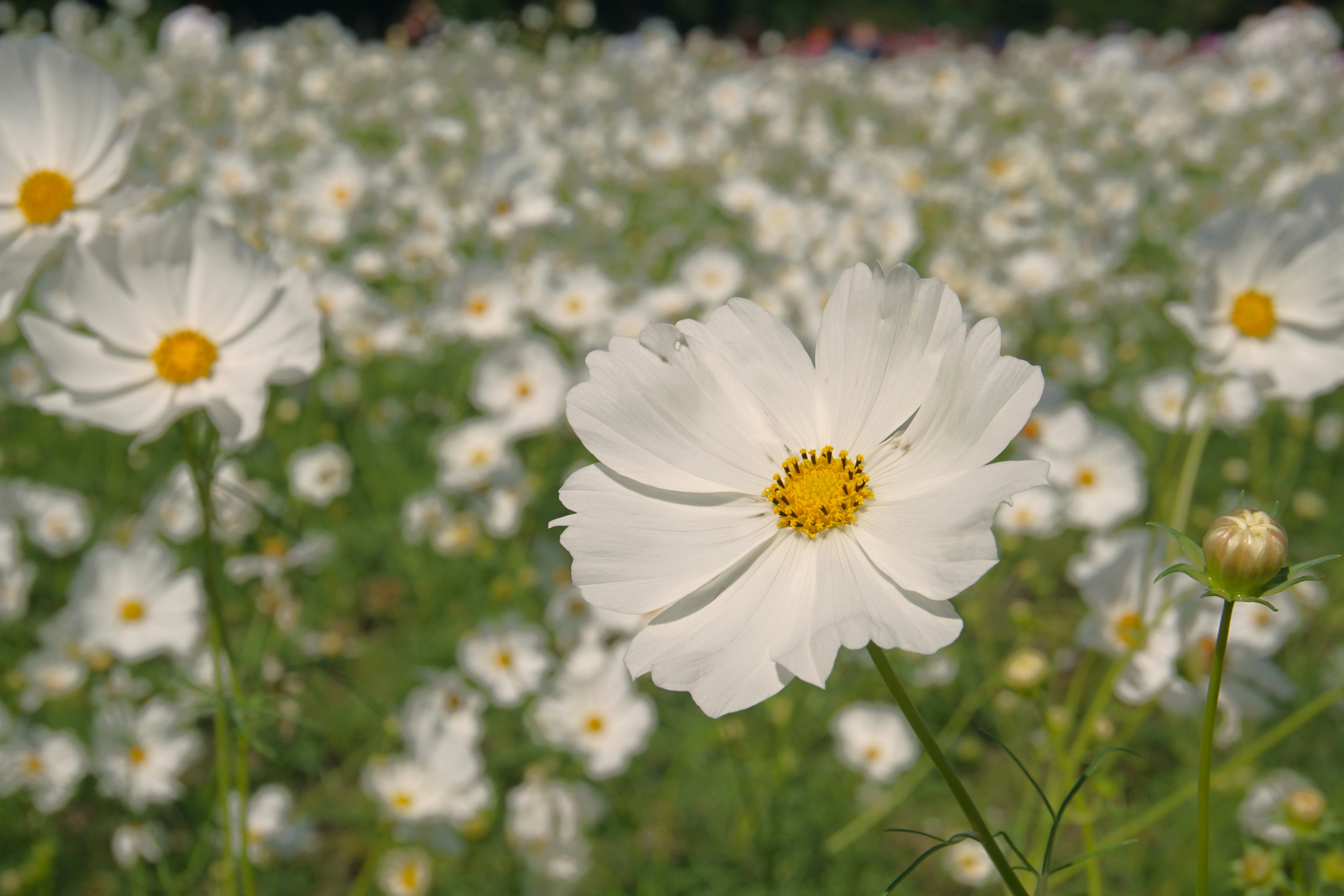 Photo by syadzasalsabyla