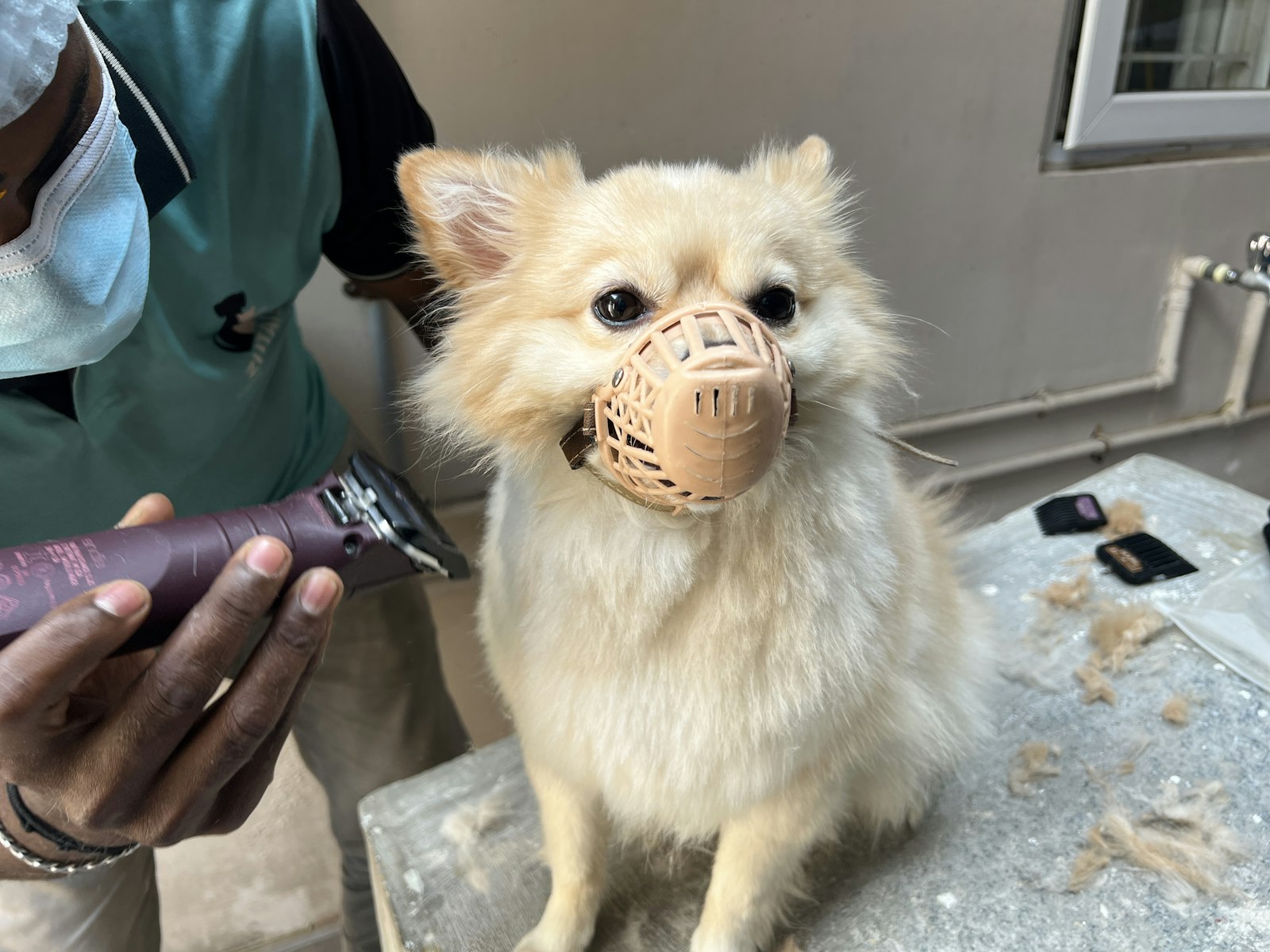 Nails, Ears and a Health Check
