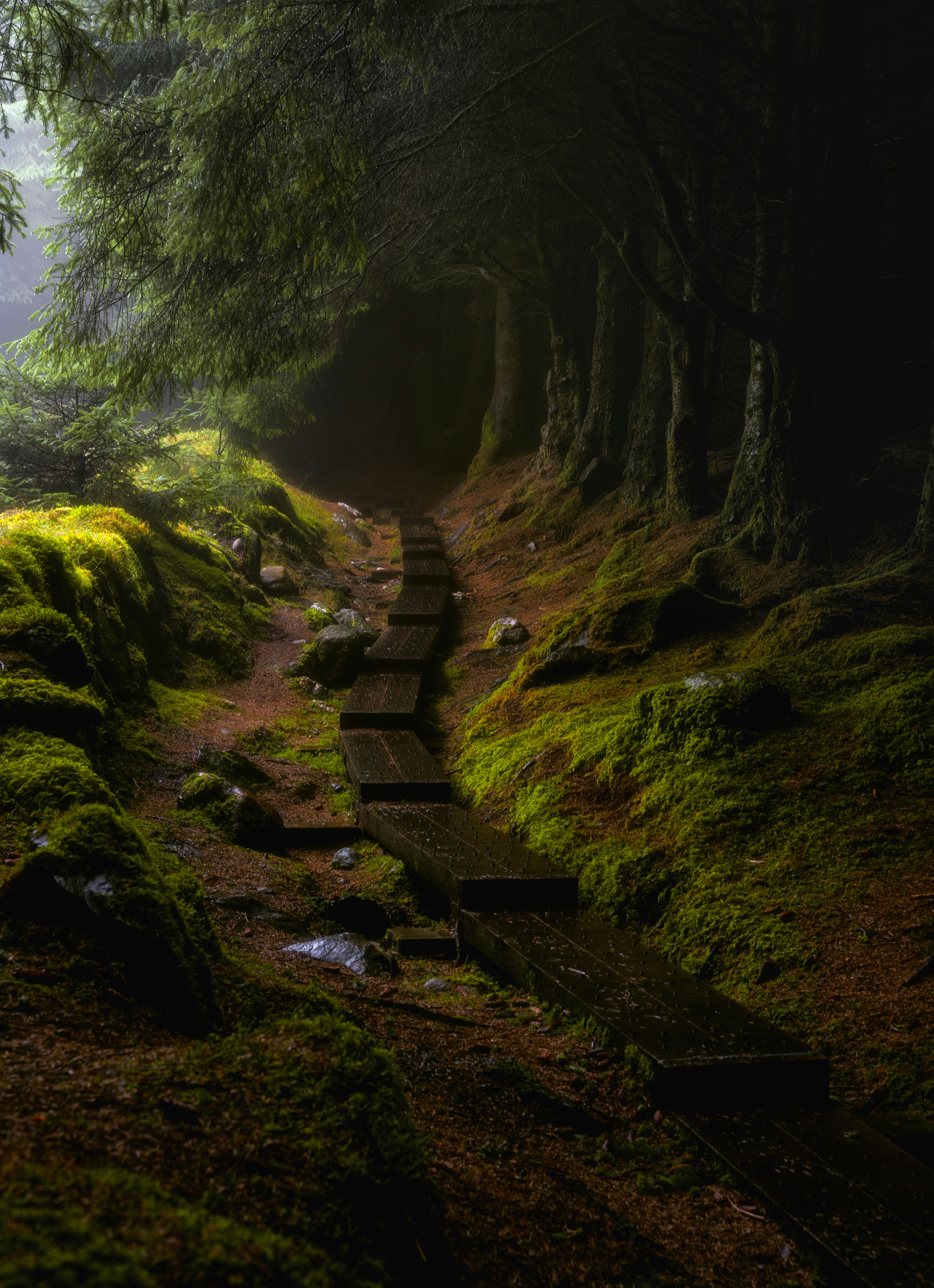 A path in the middle of a forest with moss growing on it