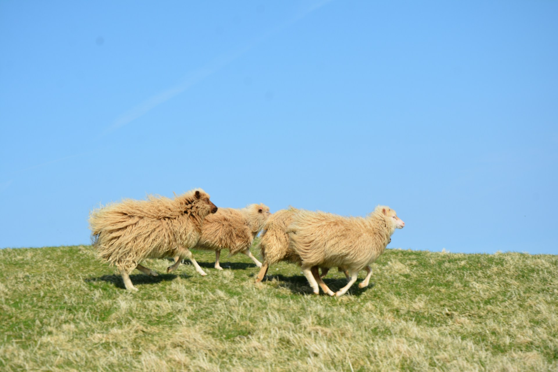 A group of sheep walking across a lush green field