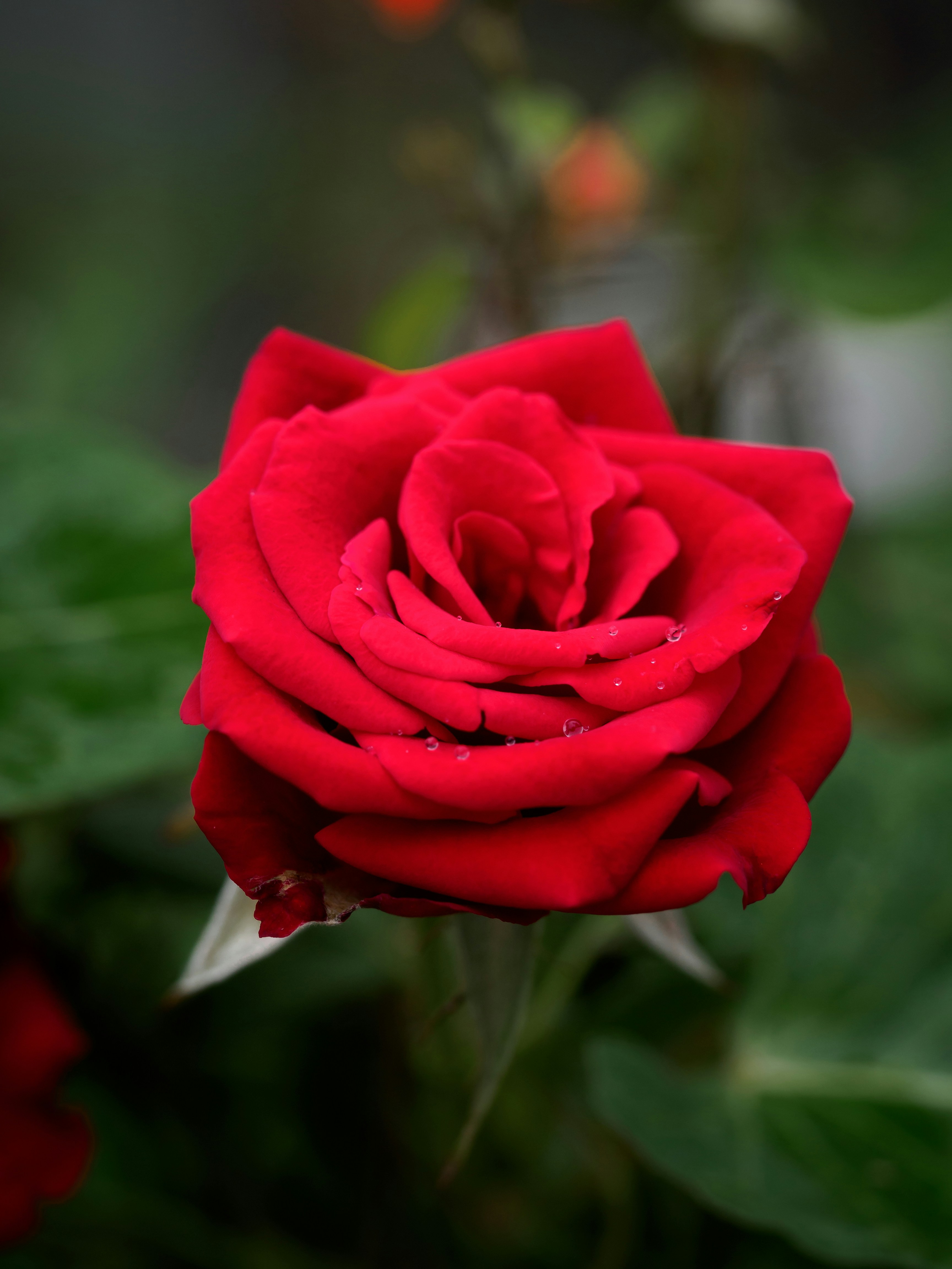 A close up of a red rose with green leaves