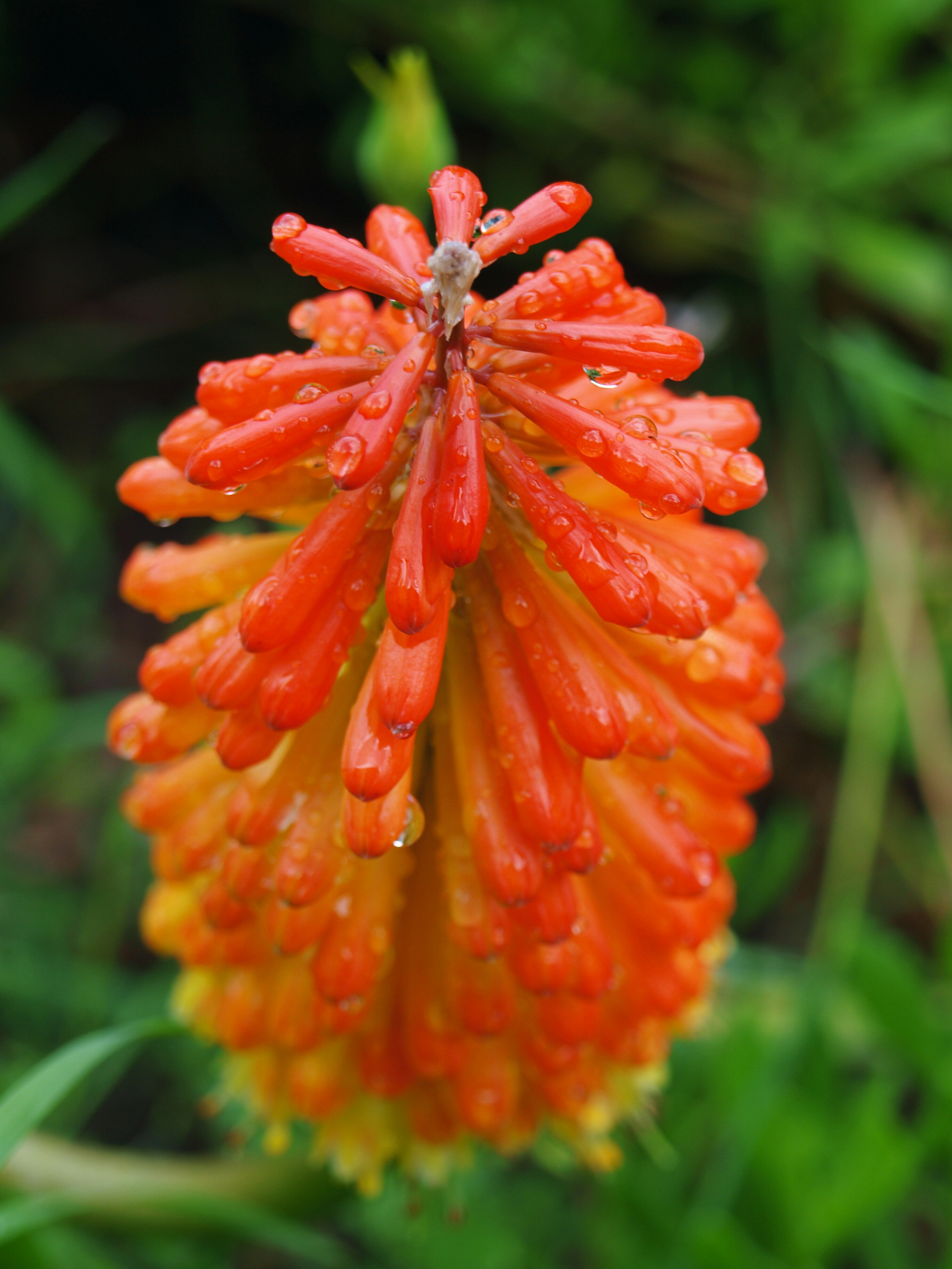 Photo by lutruwita_exposure