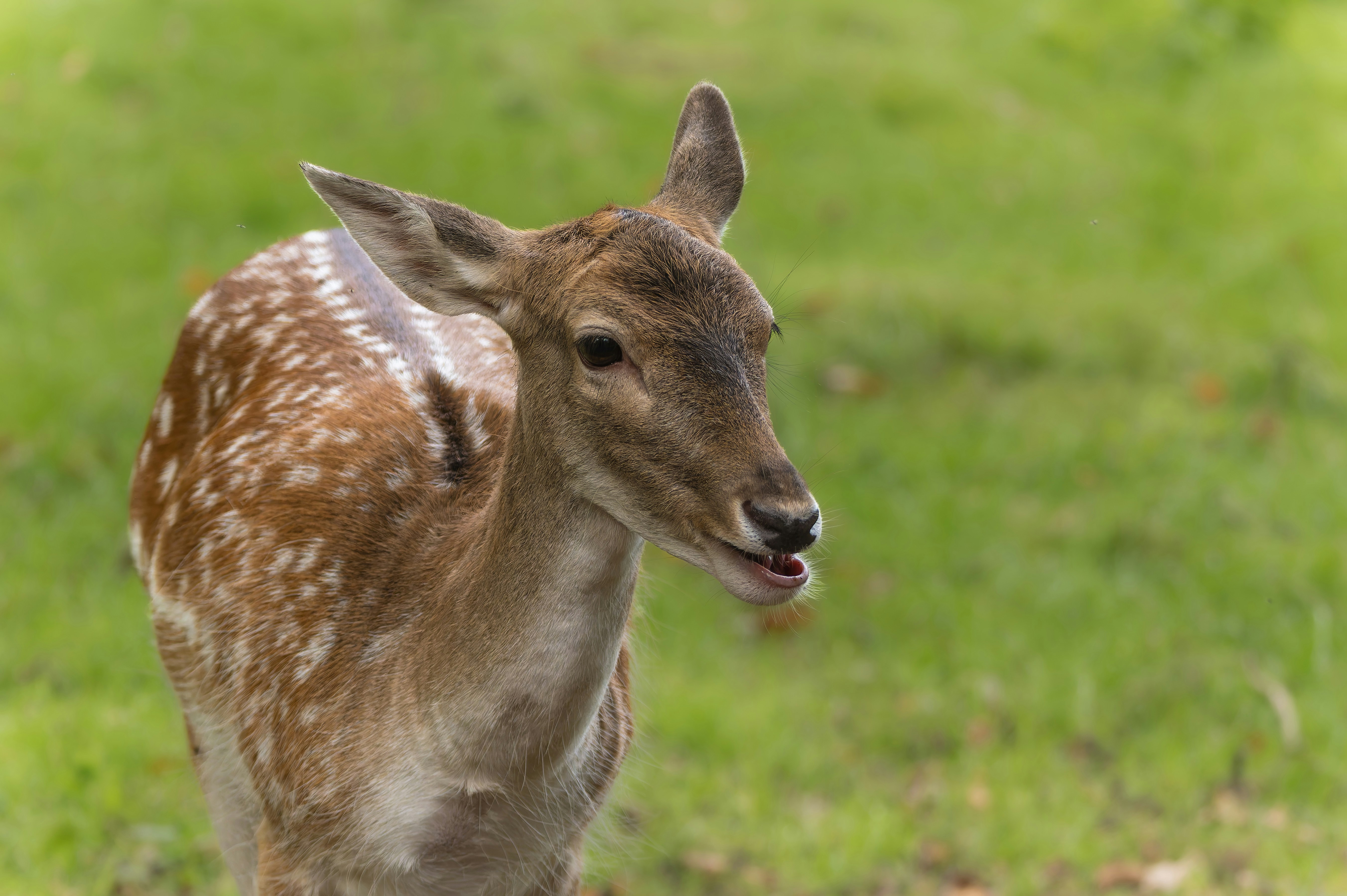 A young deer standing on top of a lush green field