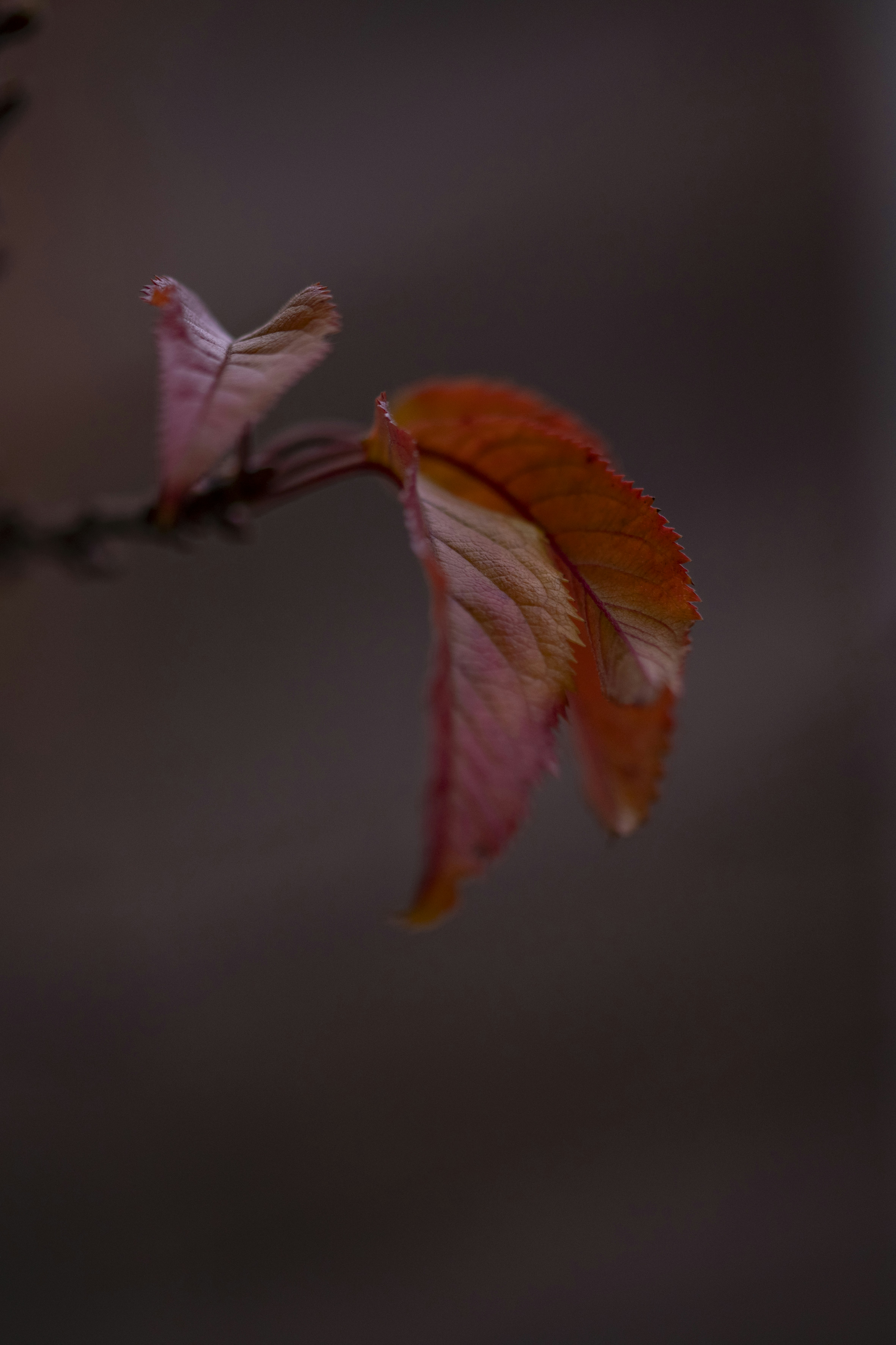 Photo by lauraadaiphoto