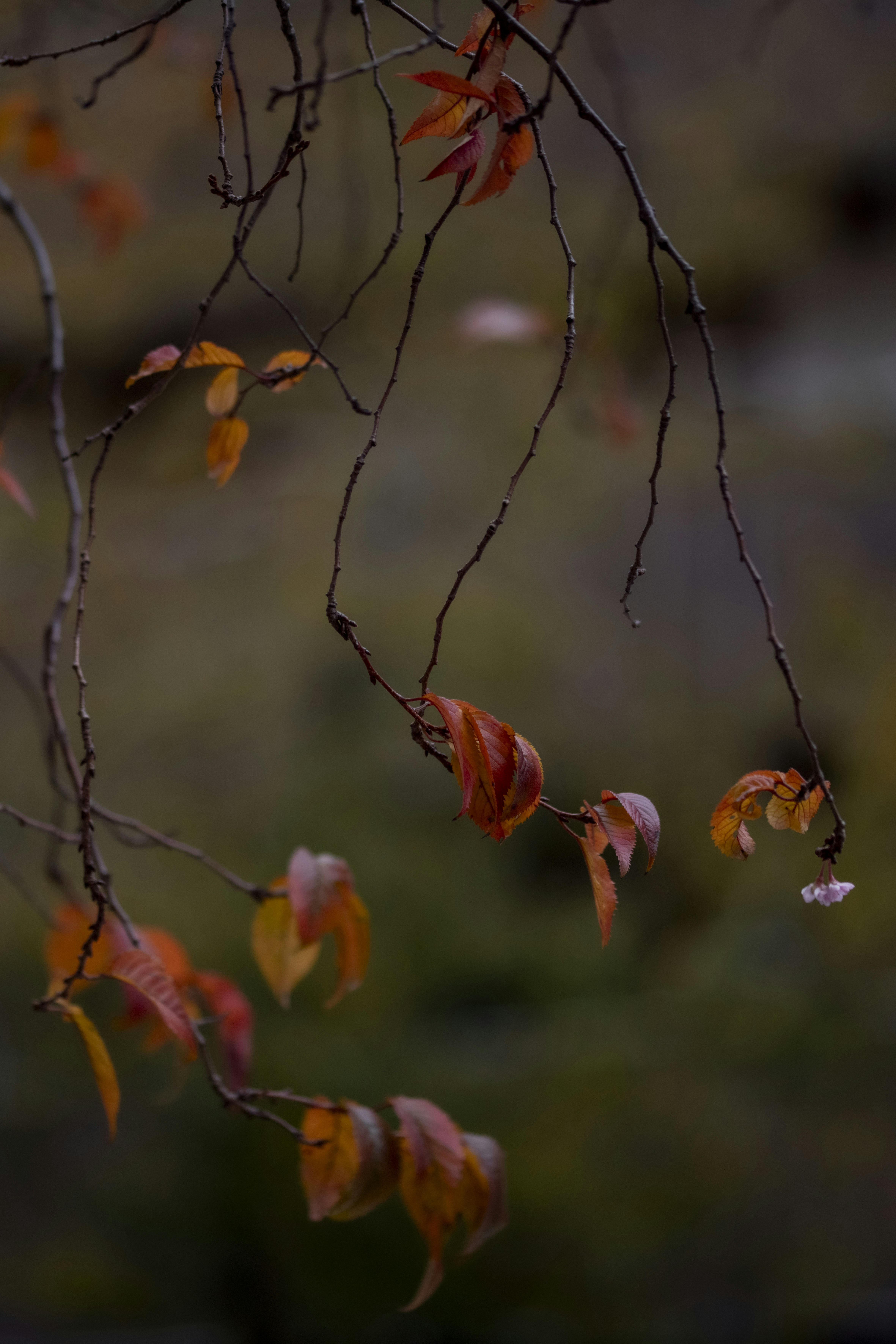 Photo by lauraadaiphoto