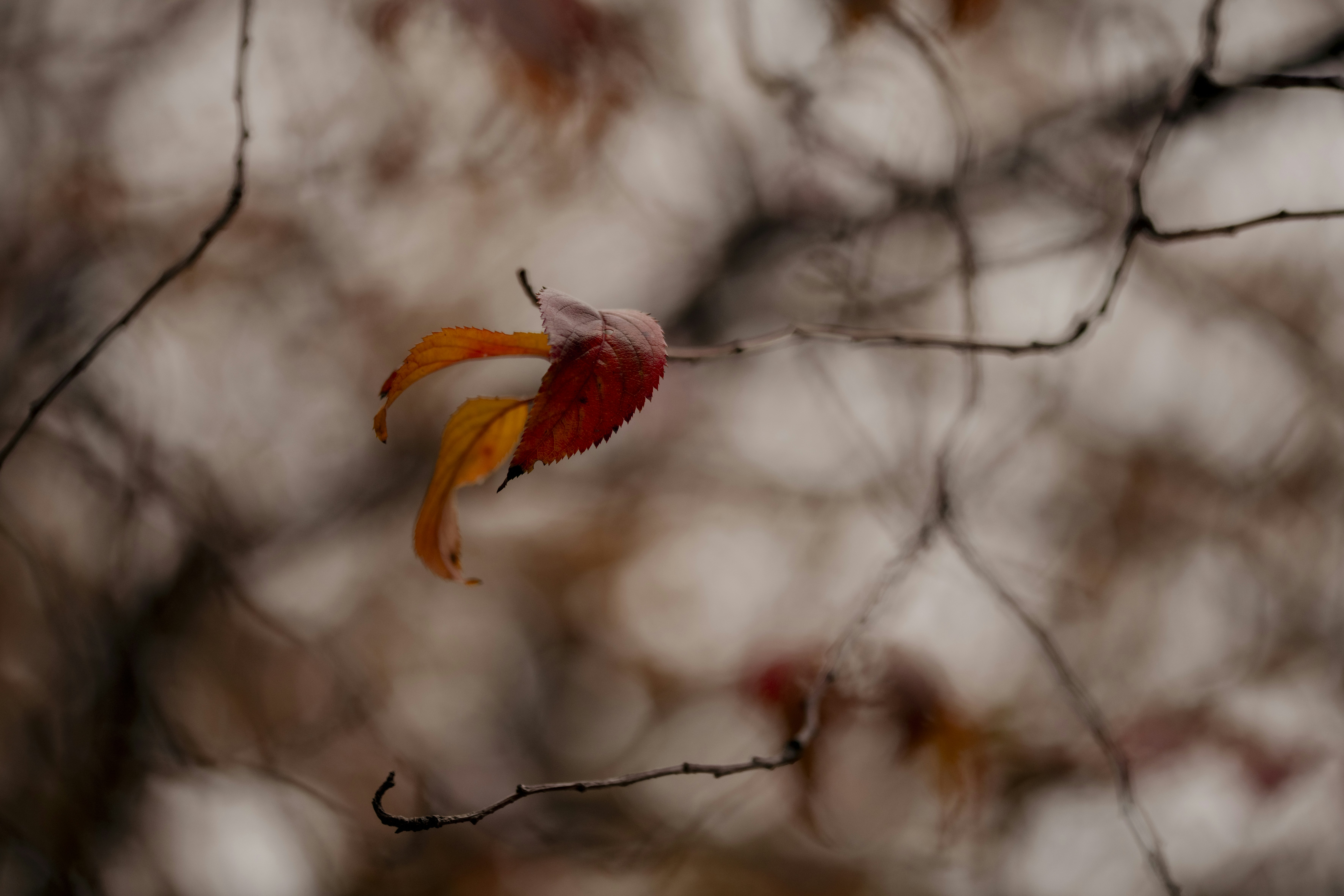 Photo by lauraadaiphoto