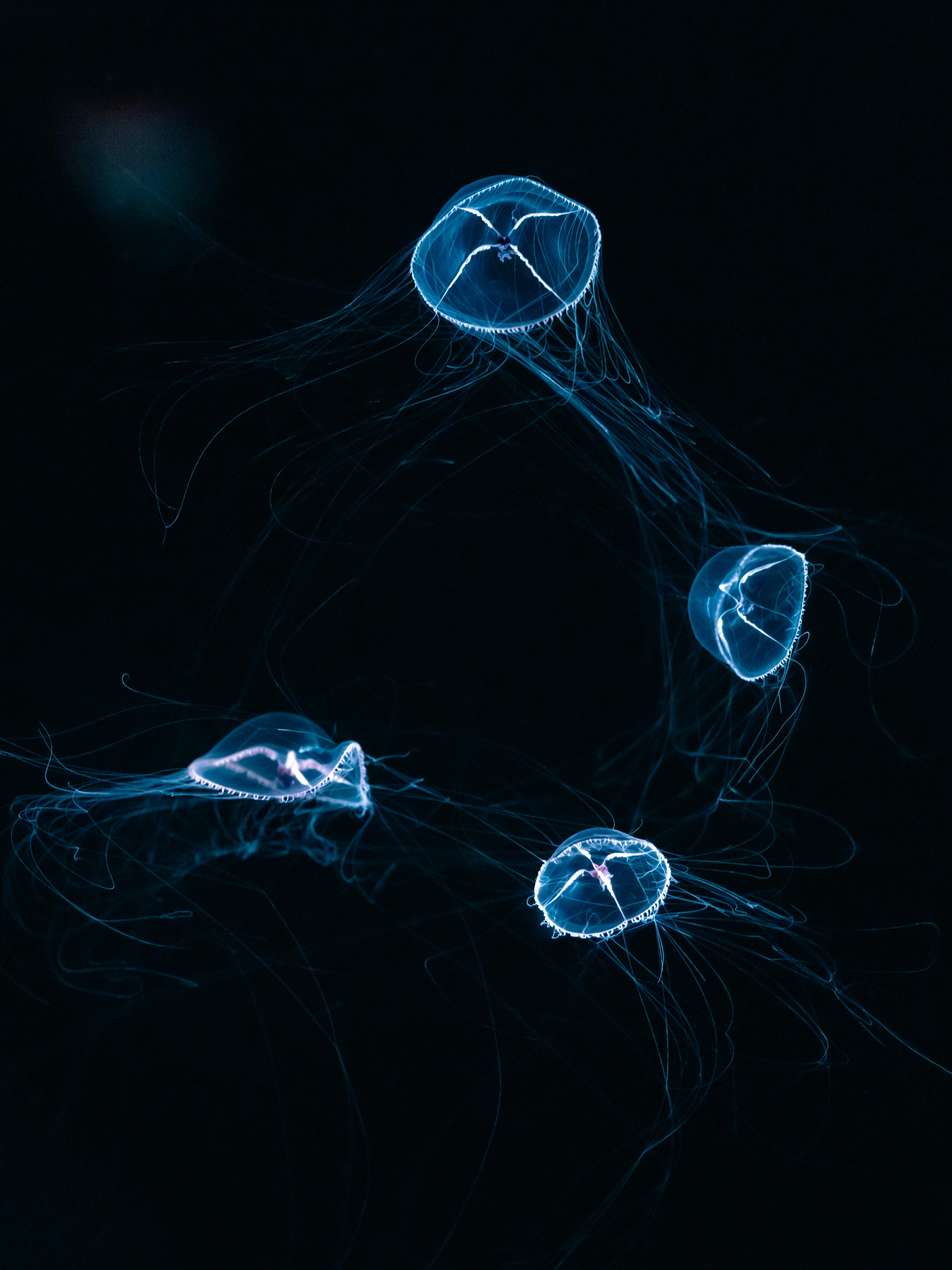 A group of jellyfish swimming in the water