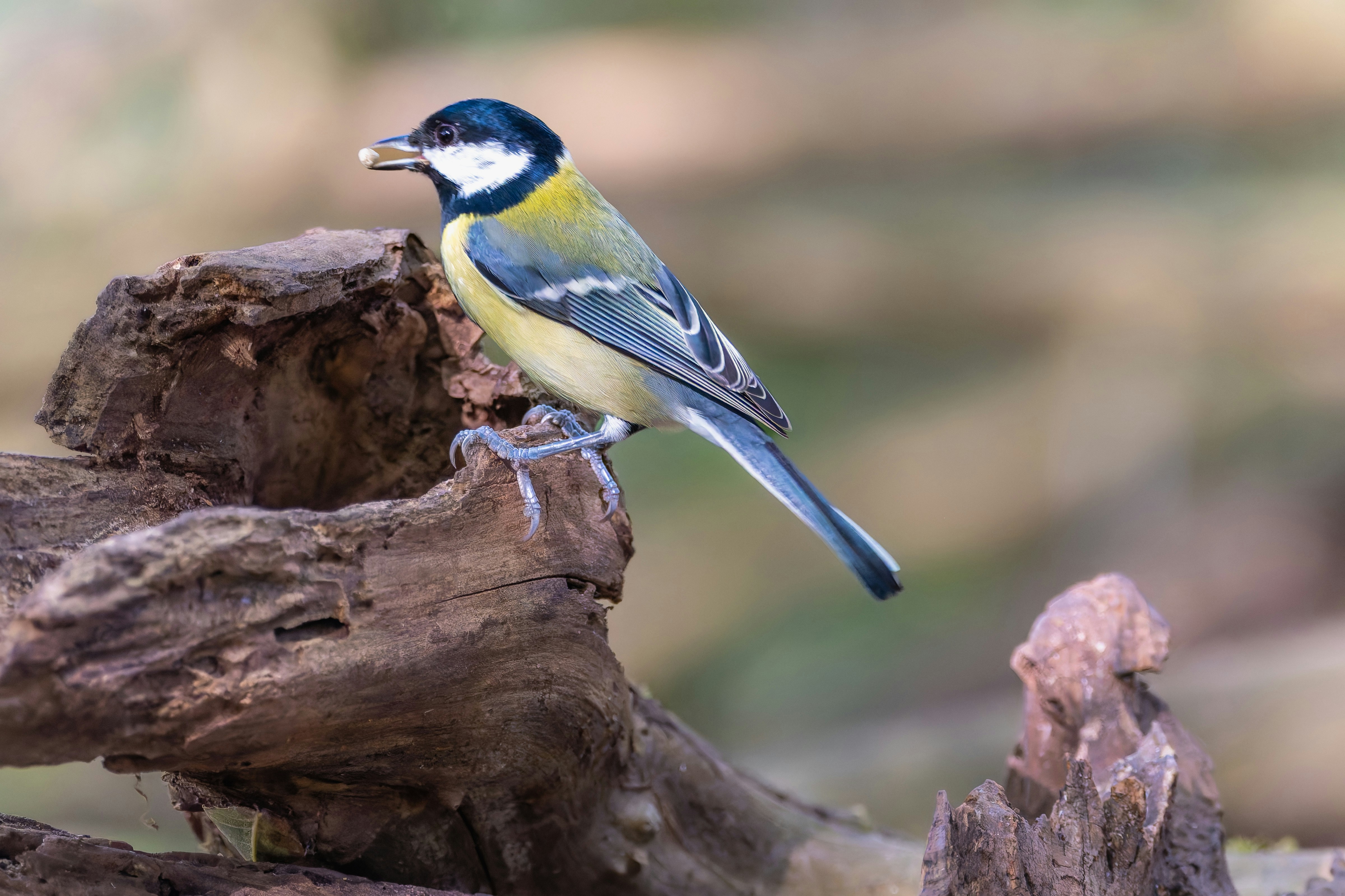 Photo by siegfriedpoepperl