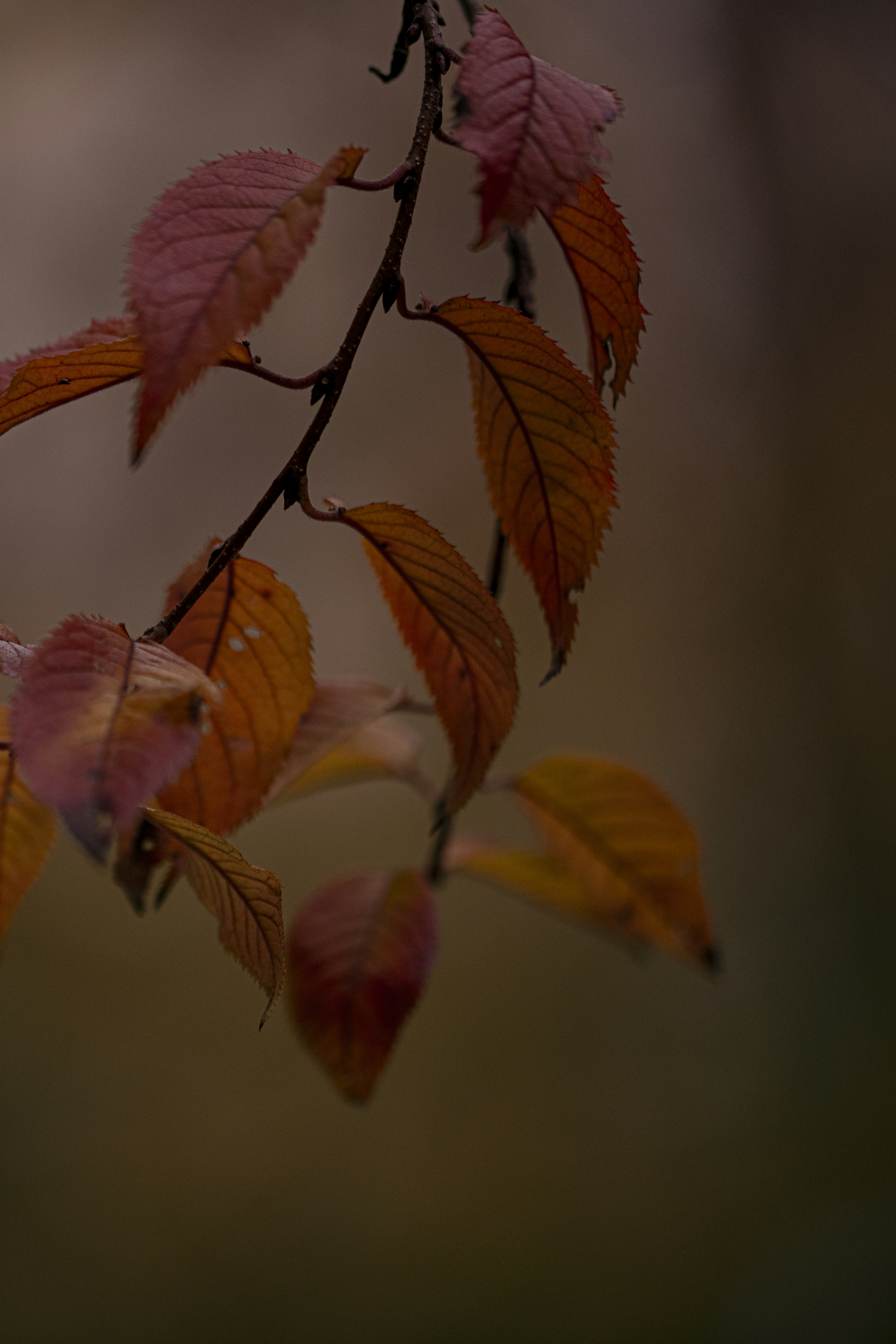 Photo by lauraadaiphoto