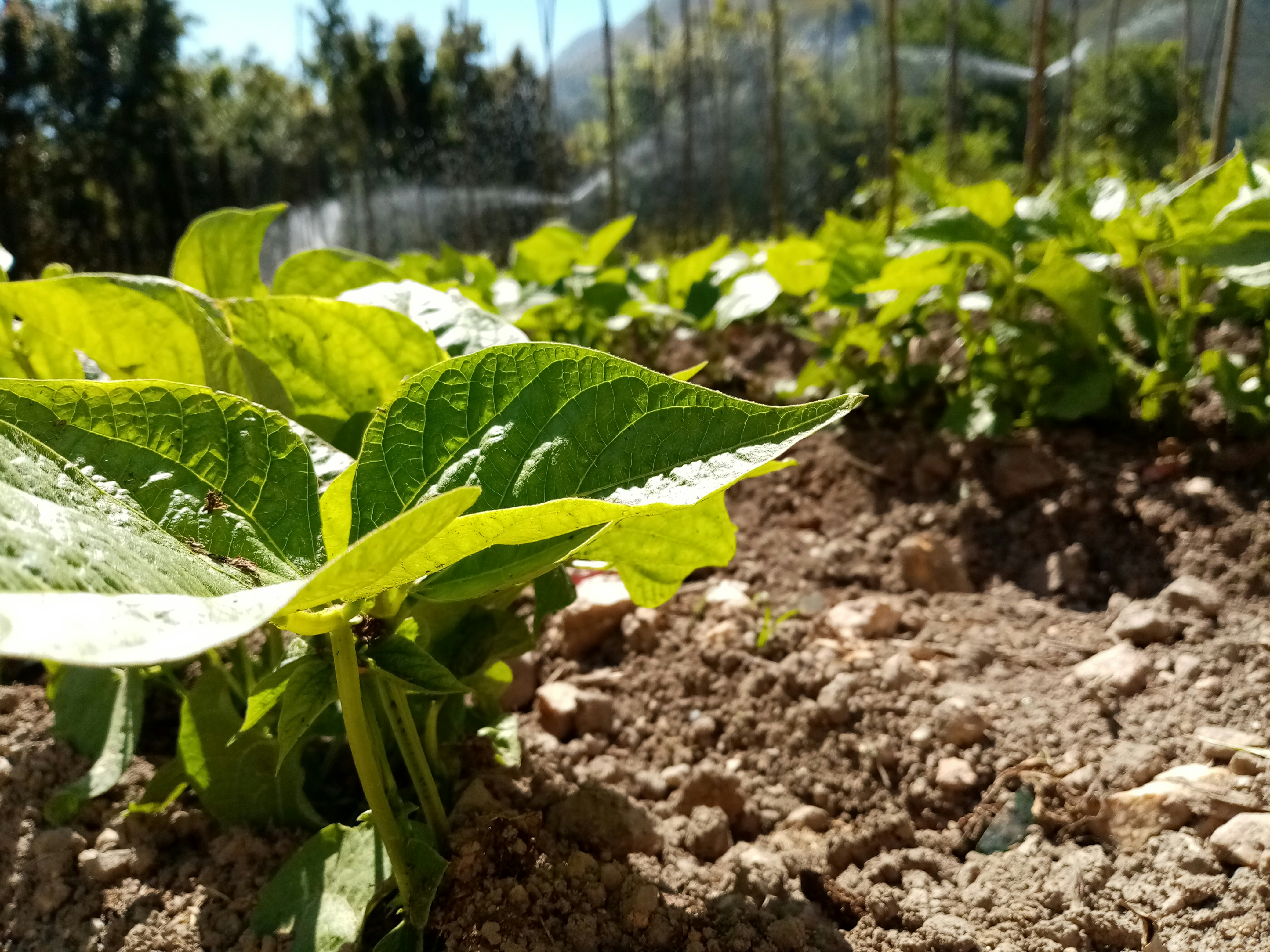 Green cluster beans growing on plant, fresh and healthy, bright daylight garden setting