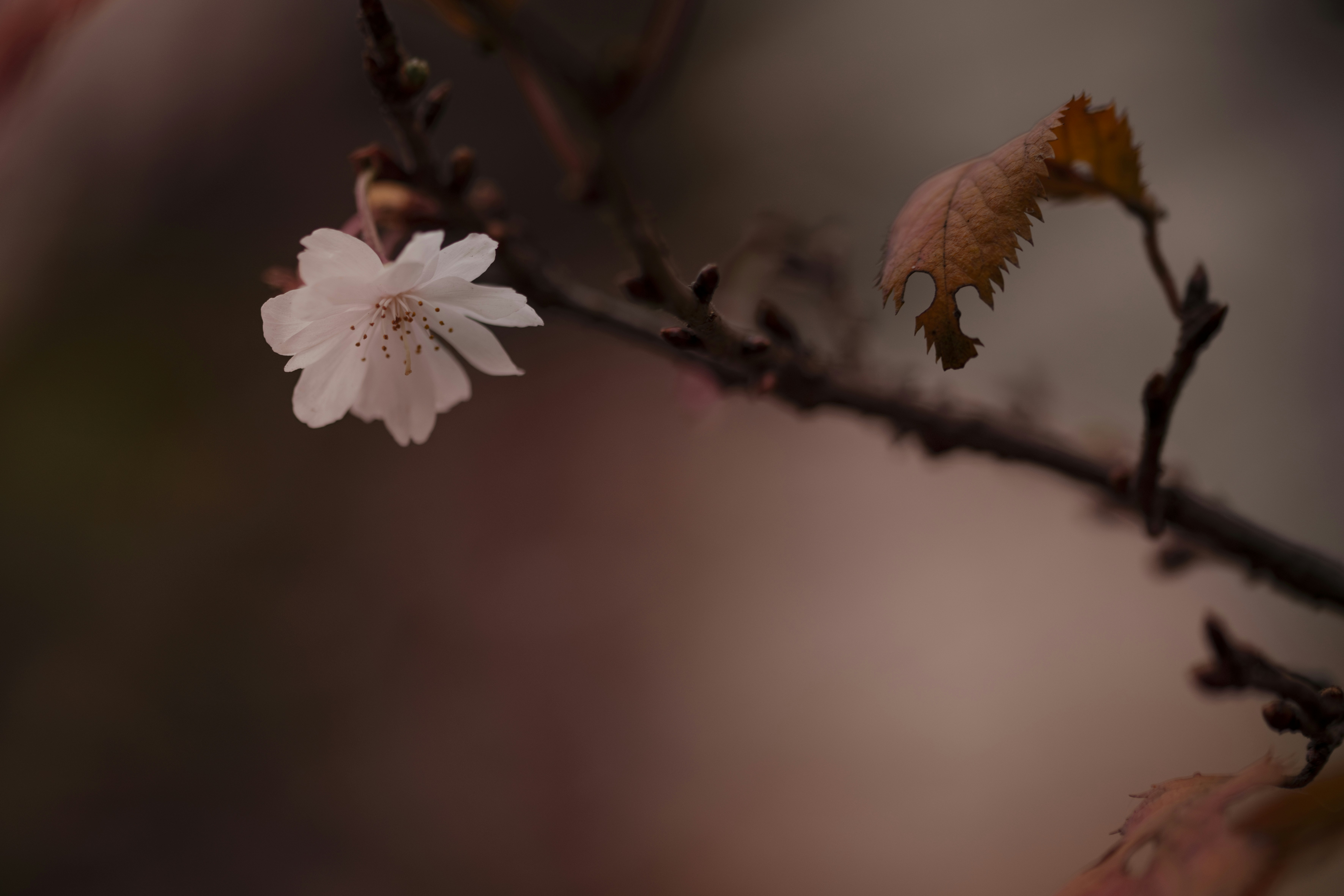 Photo by lauraadaiphoto