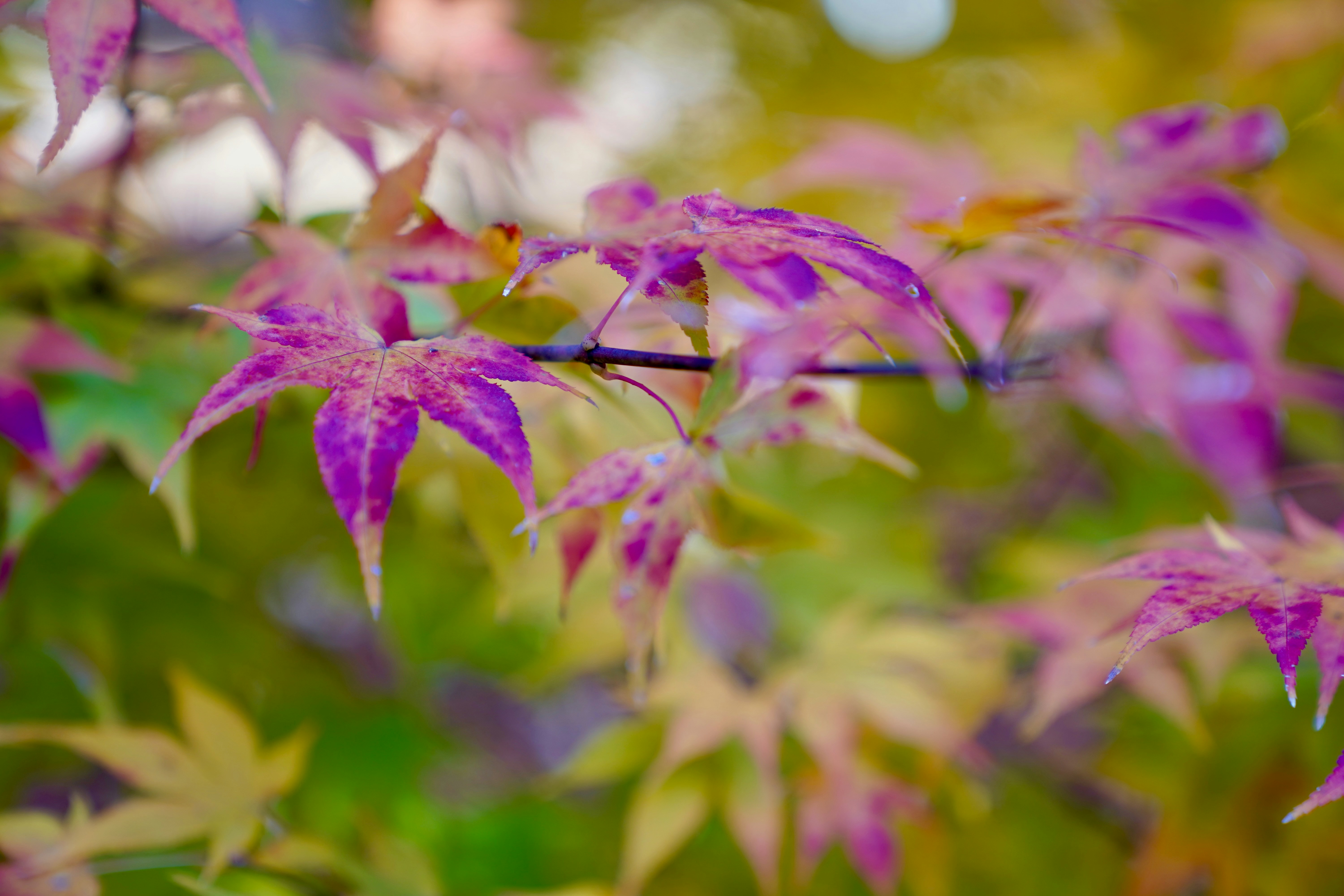 Photo by haogang