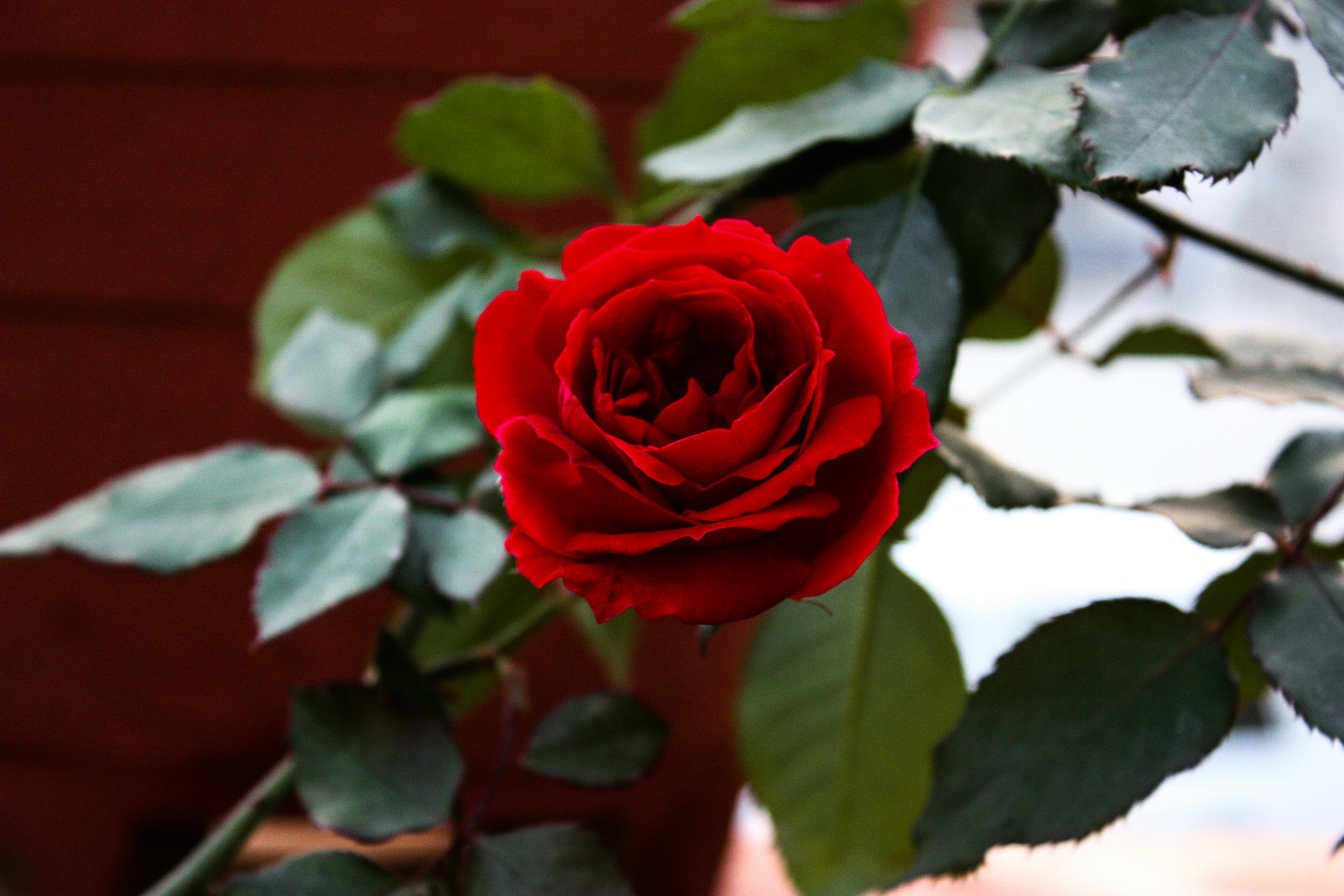 Photo by neelakshi_singh_