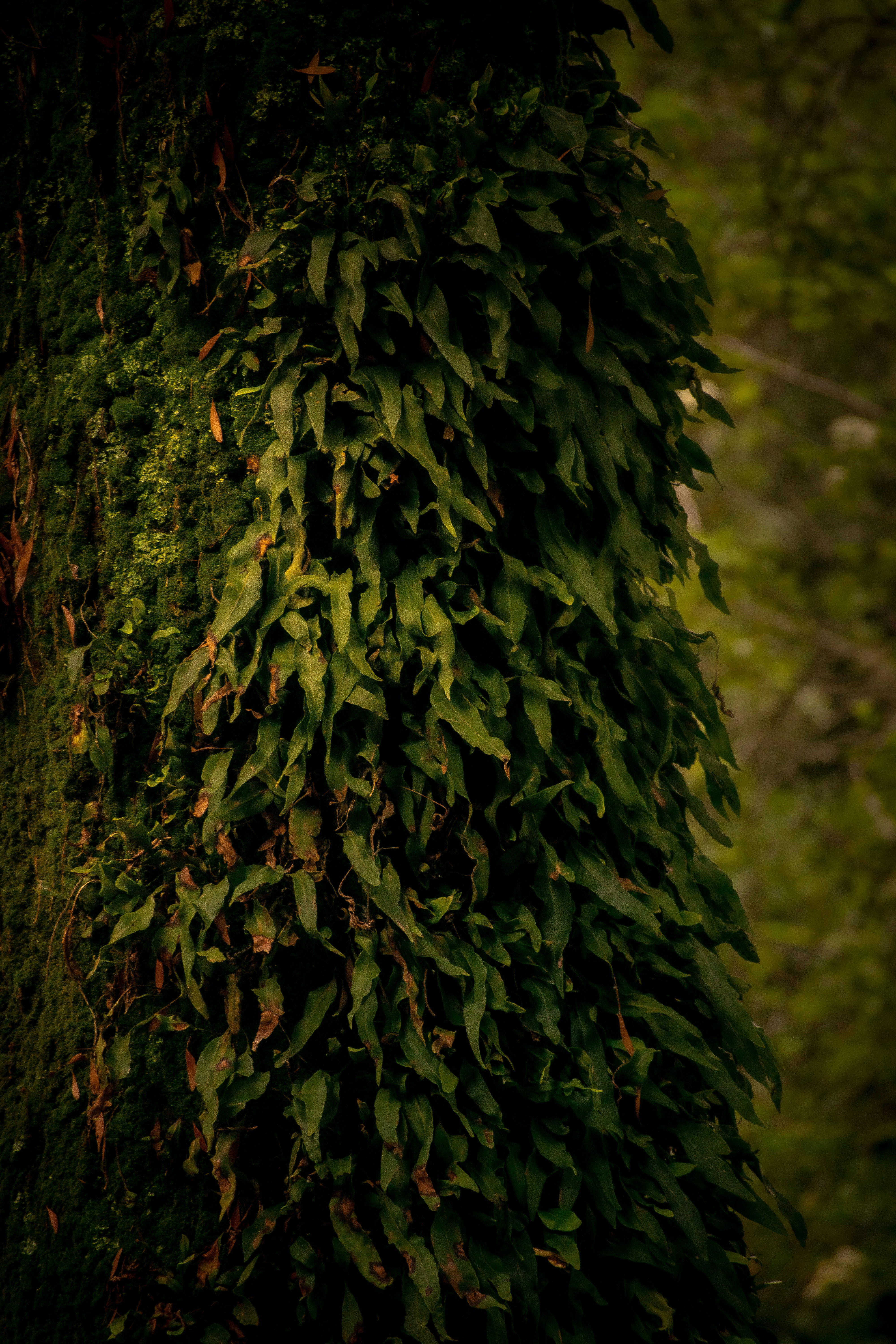 Photo by sebaslaverde_nkn