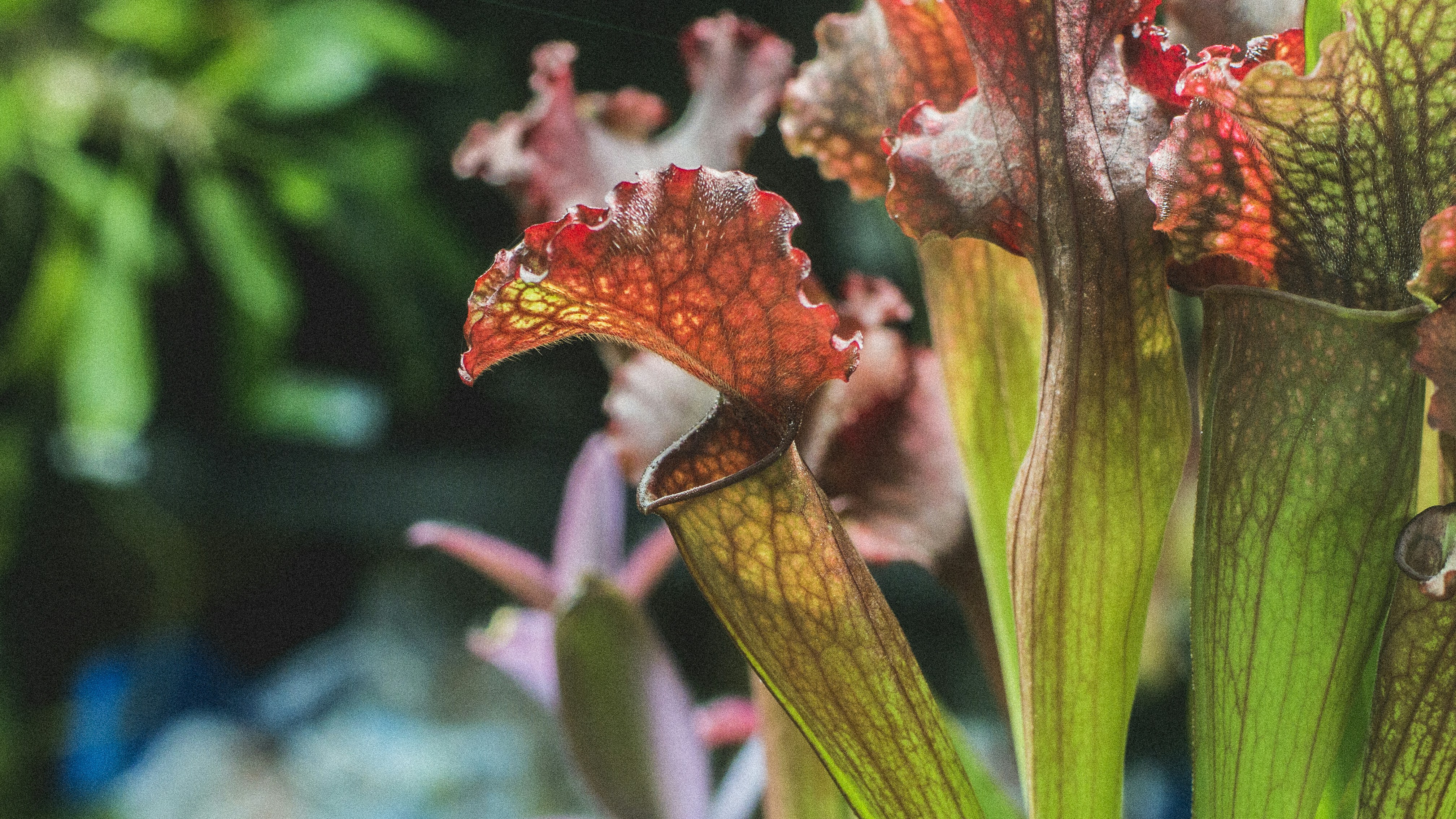 Photo by sentimaprinco