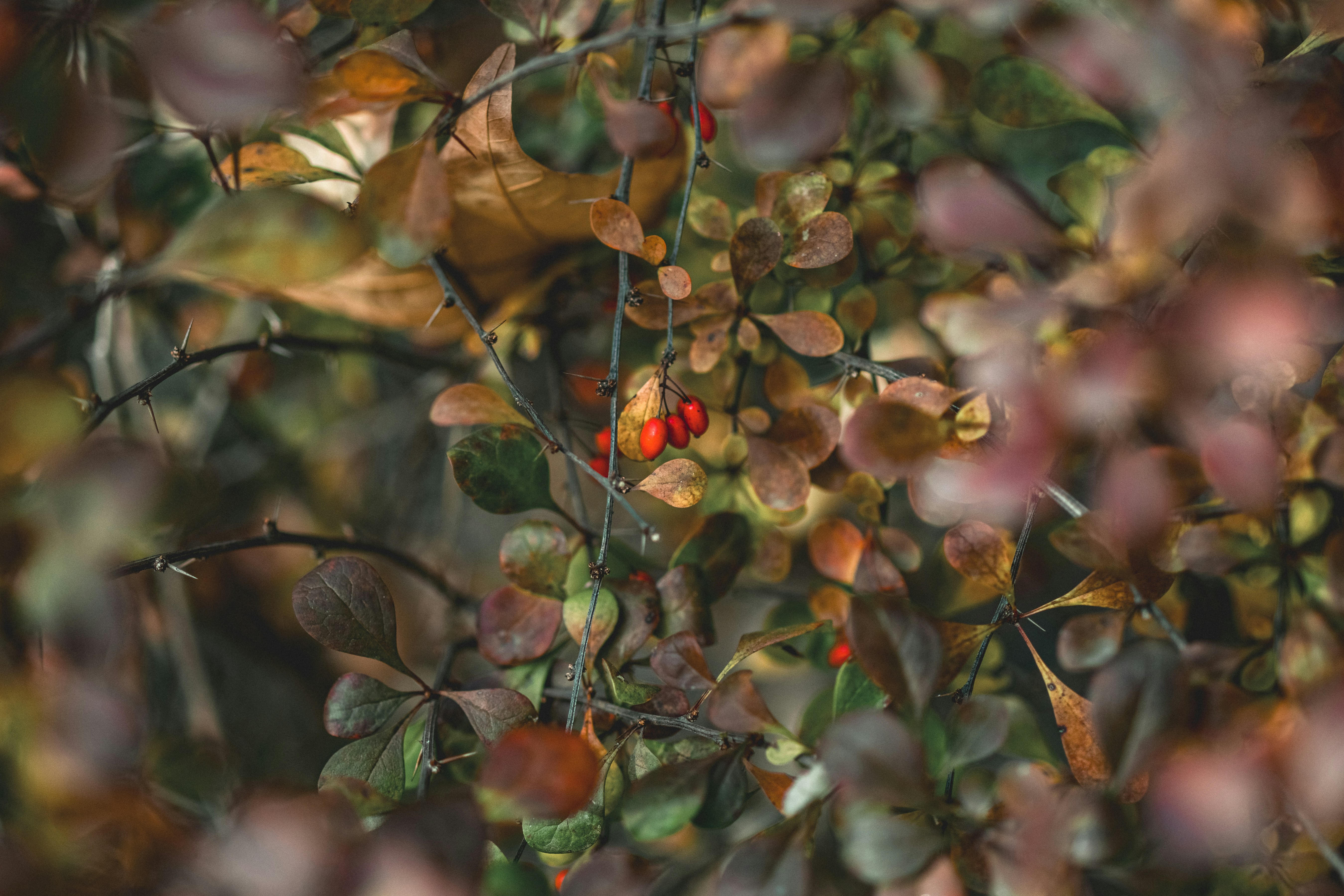 Photo by sentimaprinco