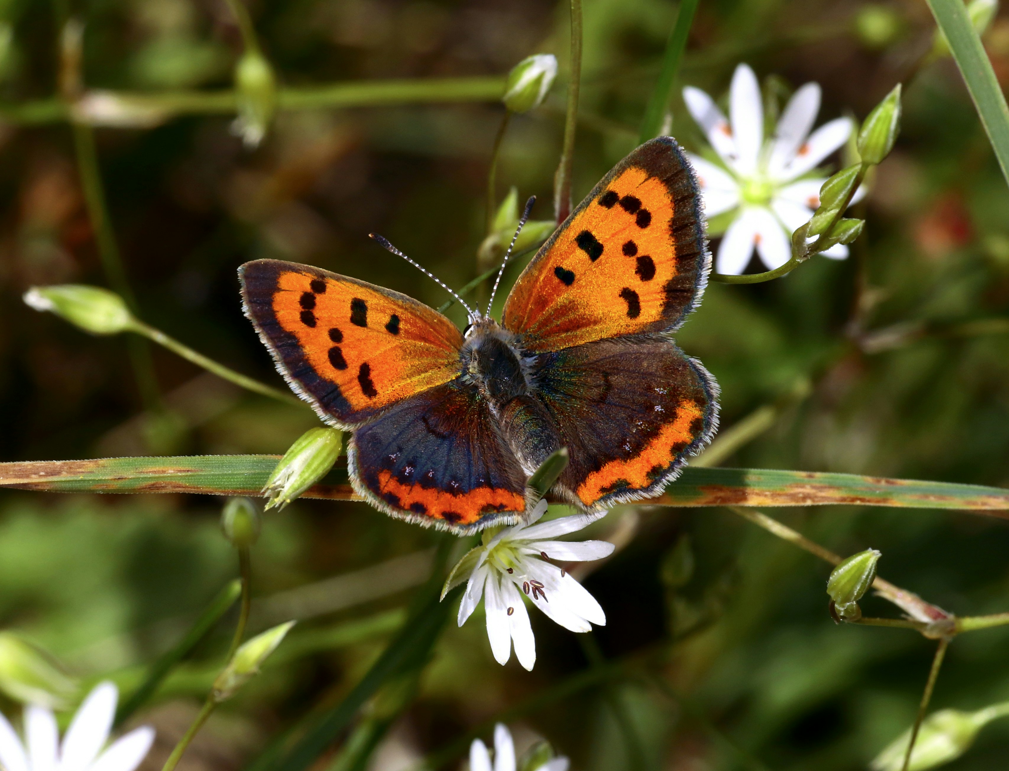 Photo by telliottmbamsc