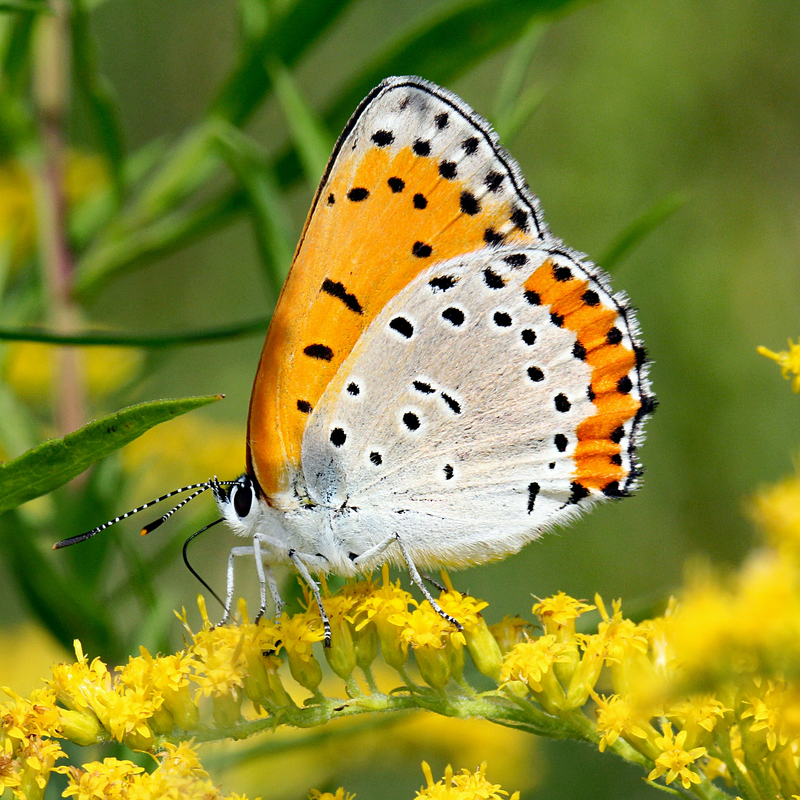 Photo by telliottmbamsc