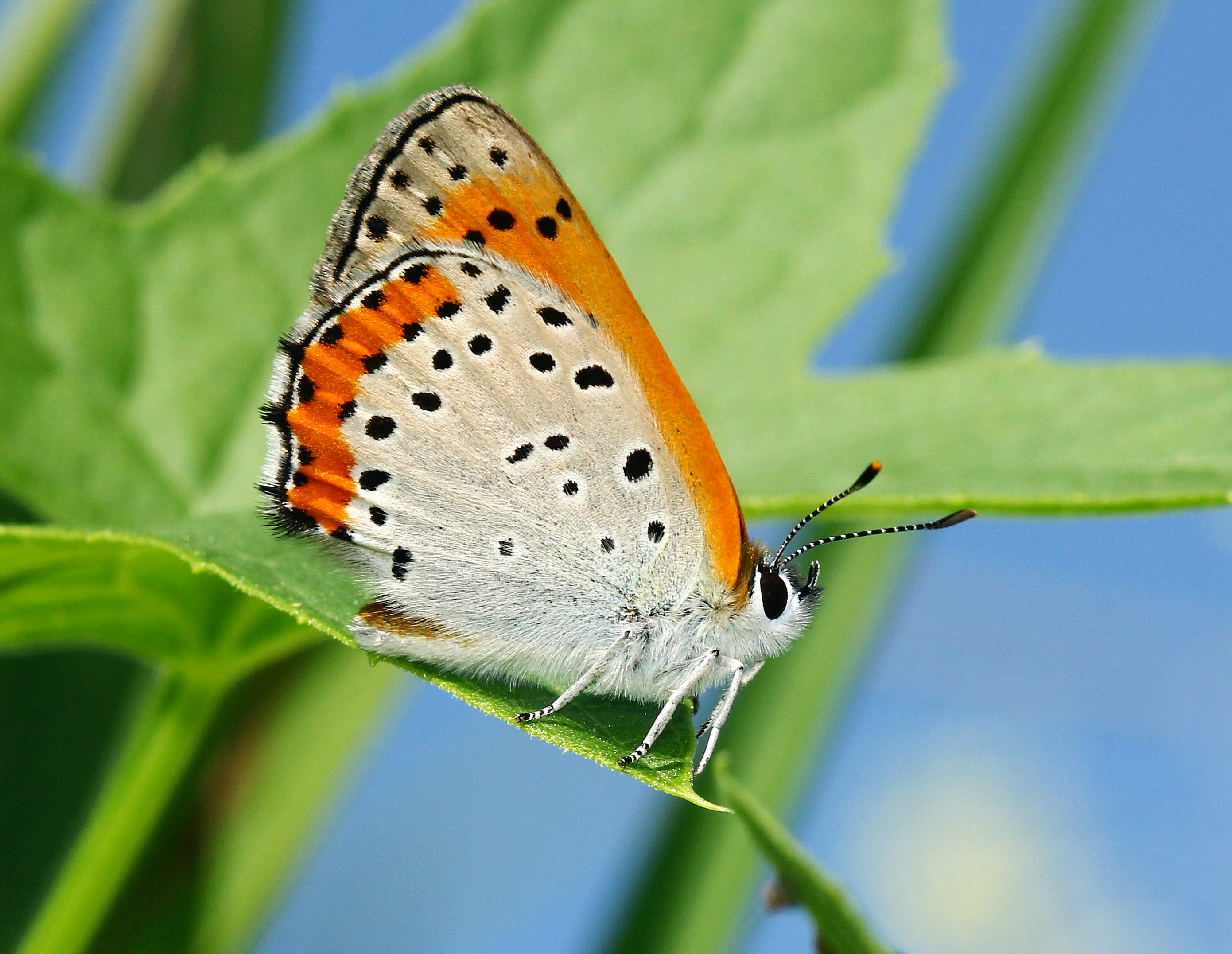 Photo by telliottmbamsc