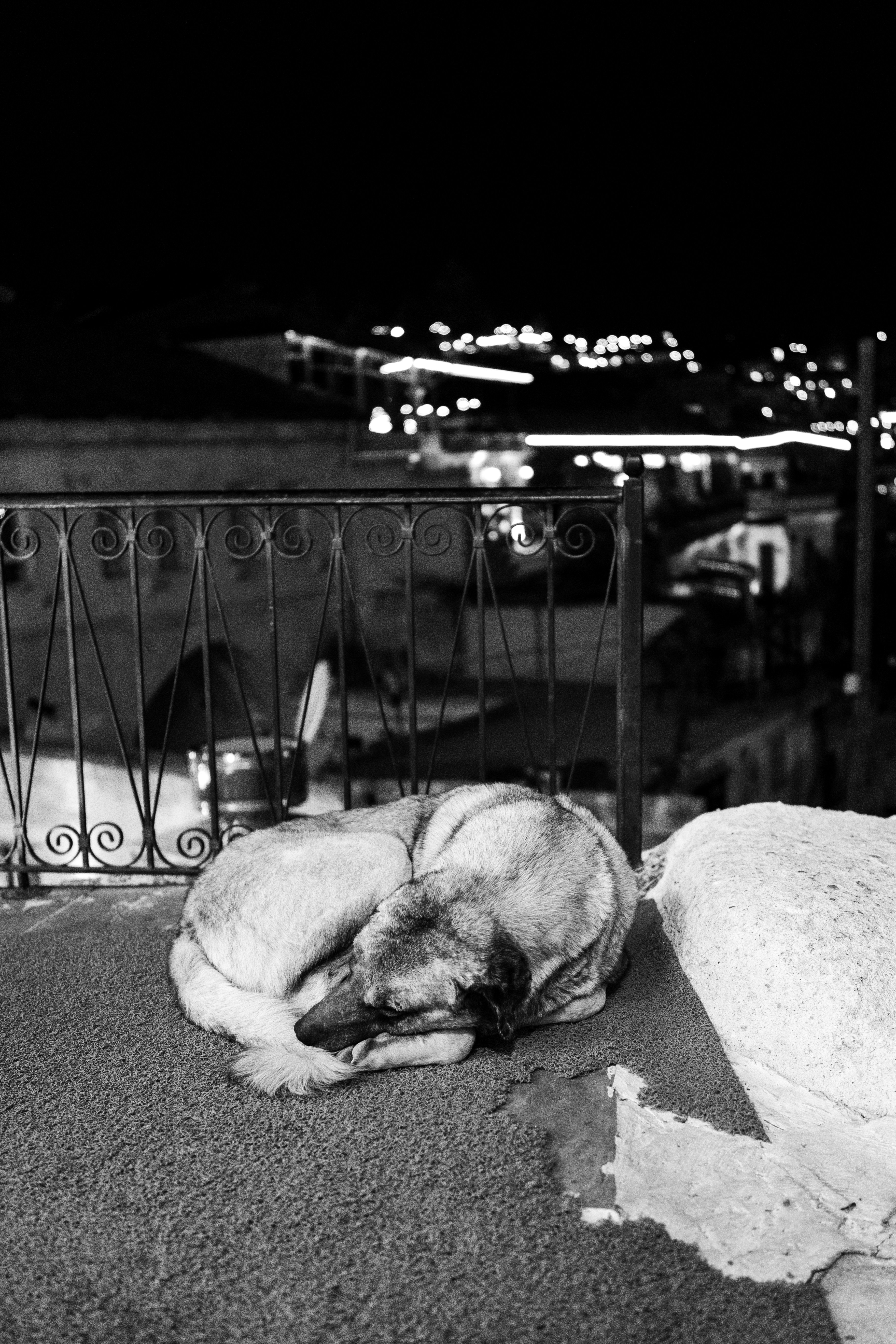 A black and white photo of a sleeping dog photo – Free Göreme Image on ...
