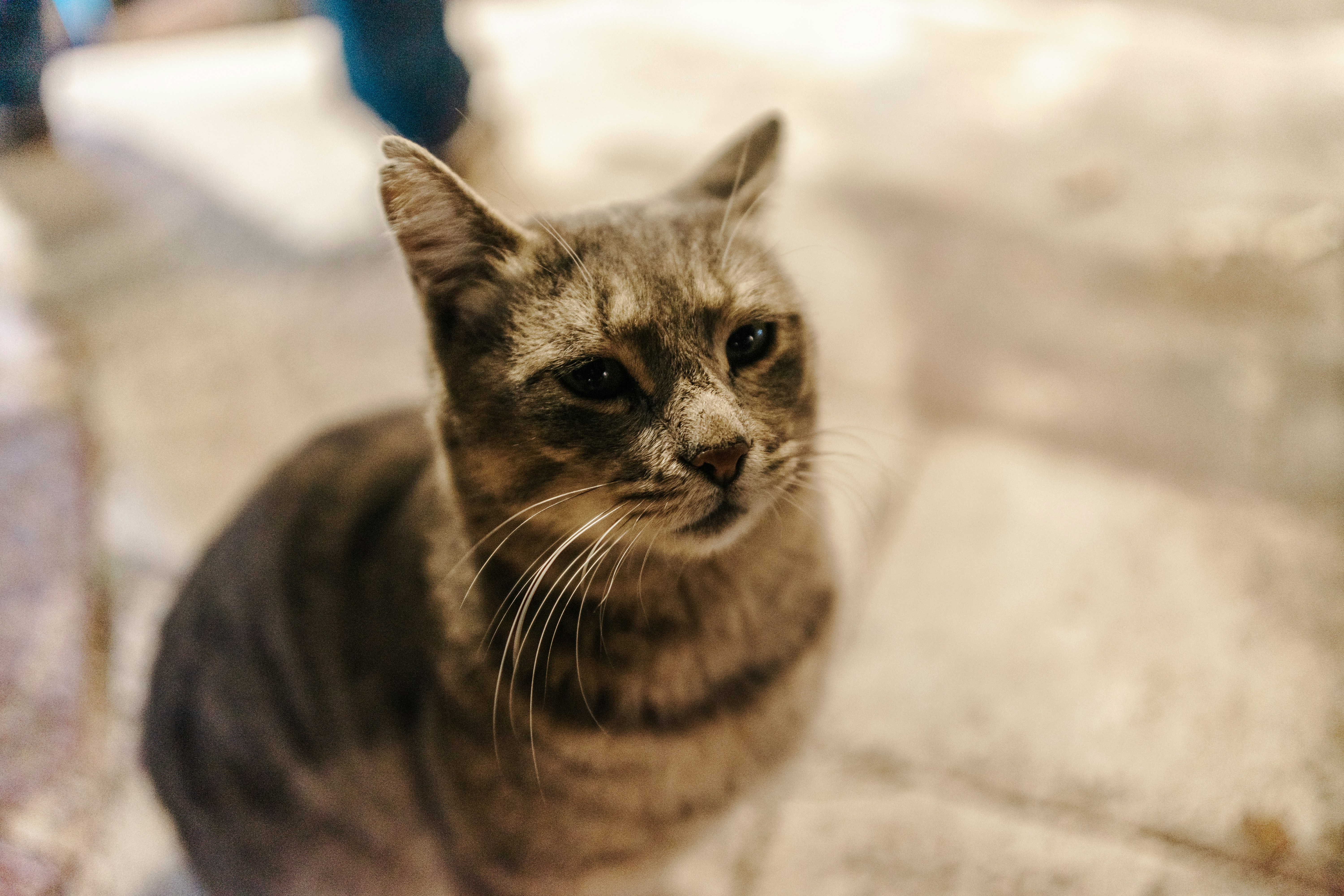 Photo by igorharrier