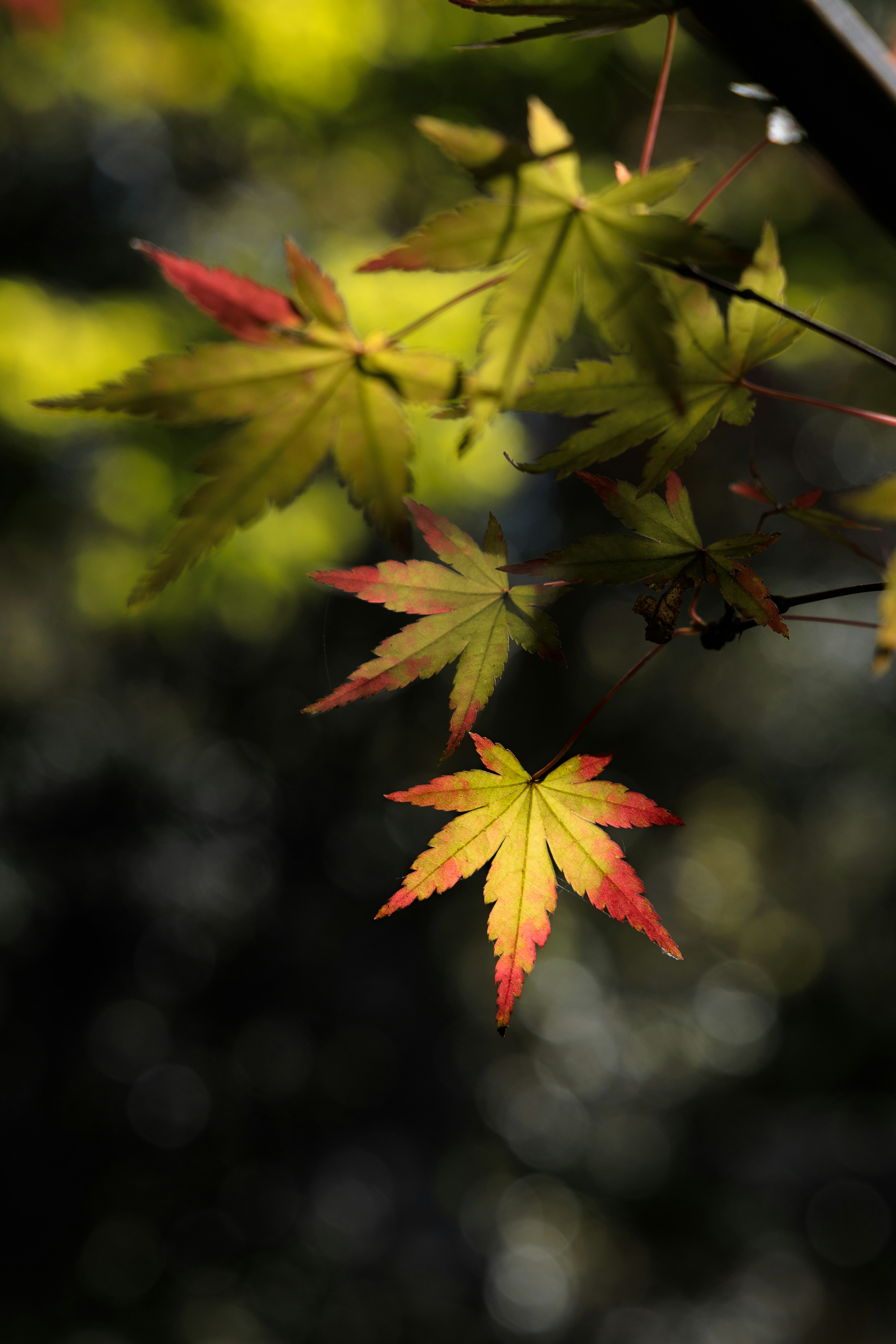 Photo by wenhao_ruan