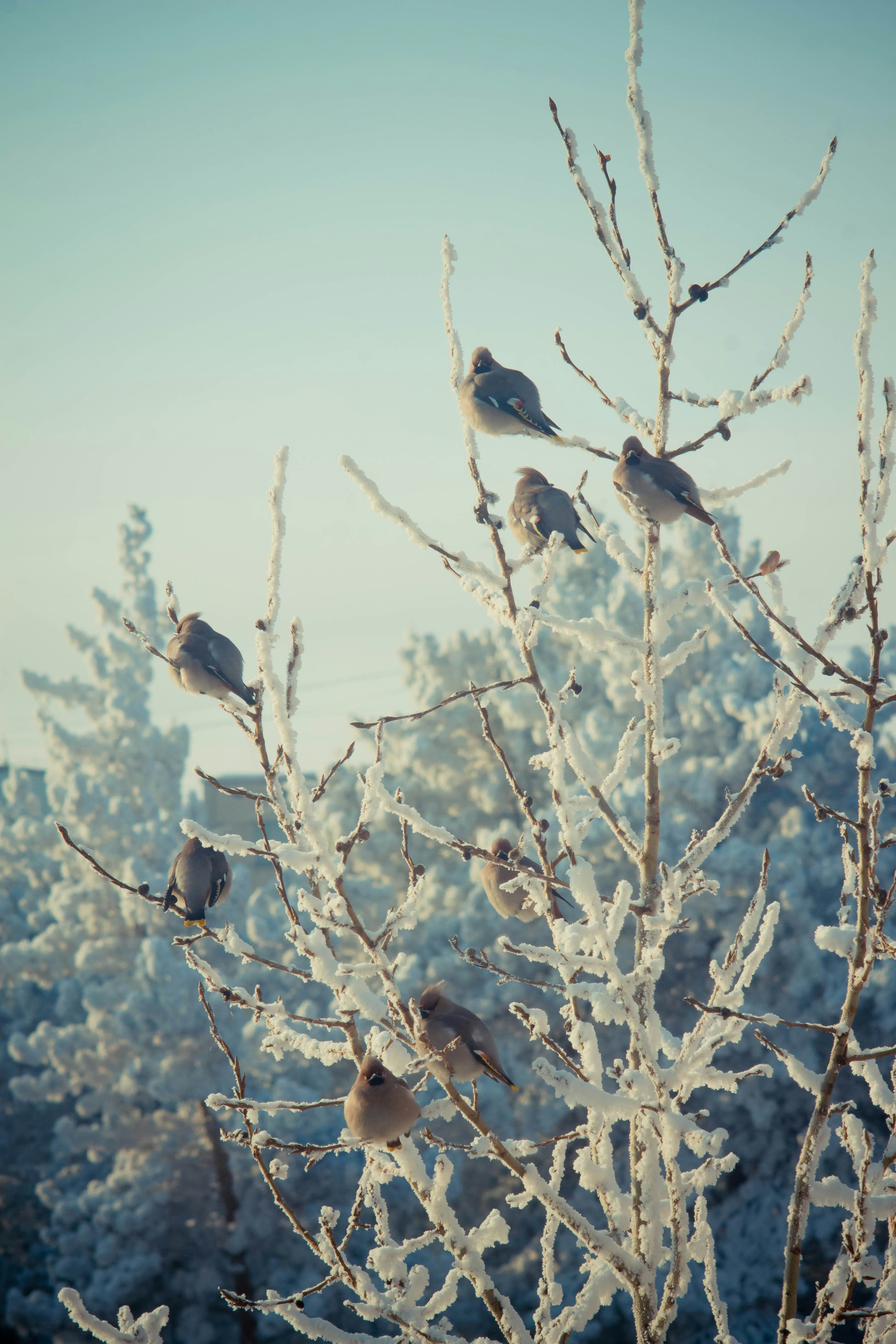 A group of birds sitting on top of a tree