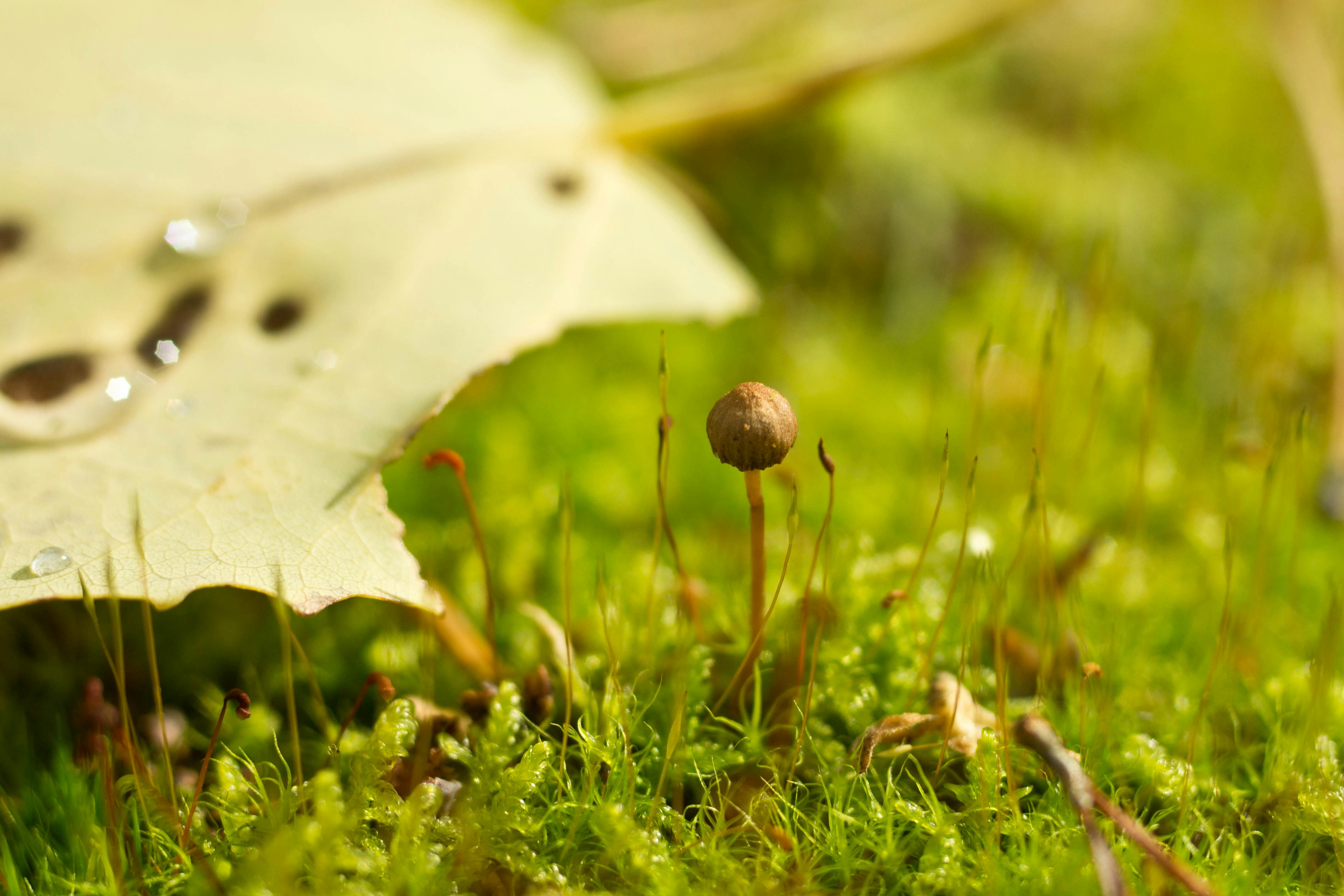 Seasonal Mushroom Patterns in Home Lawns