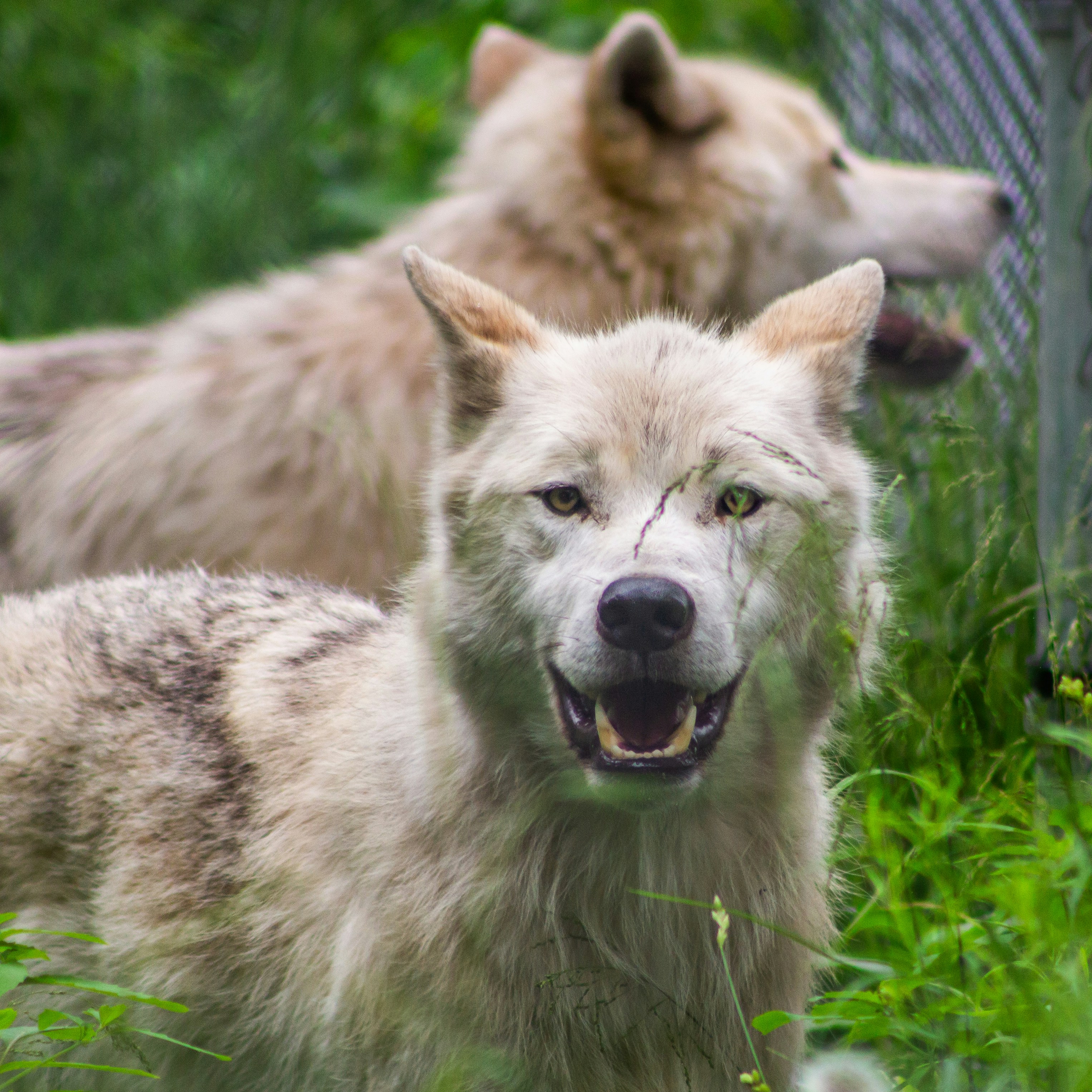 Photo by brittblooms