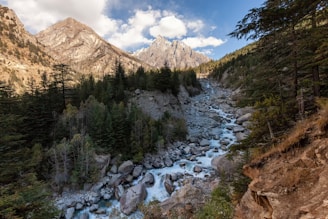 A river running through a lush green forest