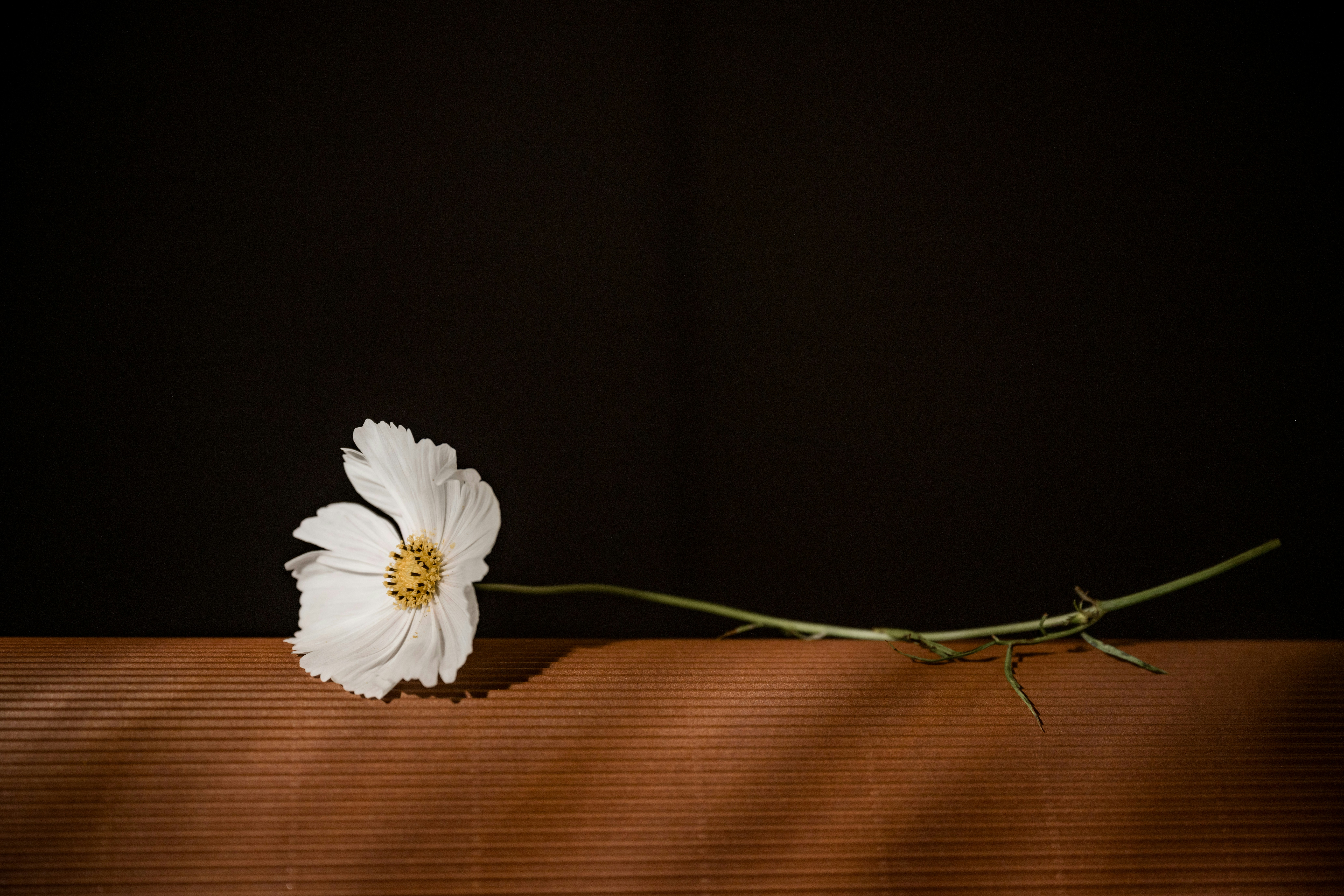 photo-1733246822038-d808a696ade6?q=80&w=2340&auto=format&fit=crop&ixlib=rb-4.1.0&ixid=M3wxMjA3fDB8MHxwaG90by1wYWdlfHx8fGVufDB8fHx8fA%3D%3D