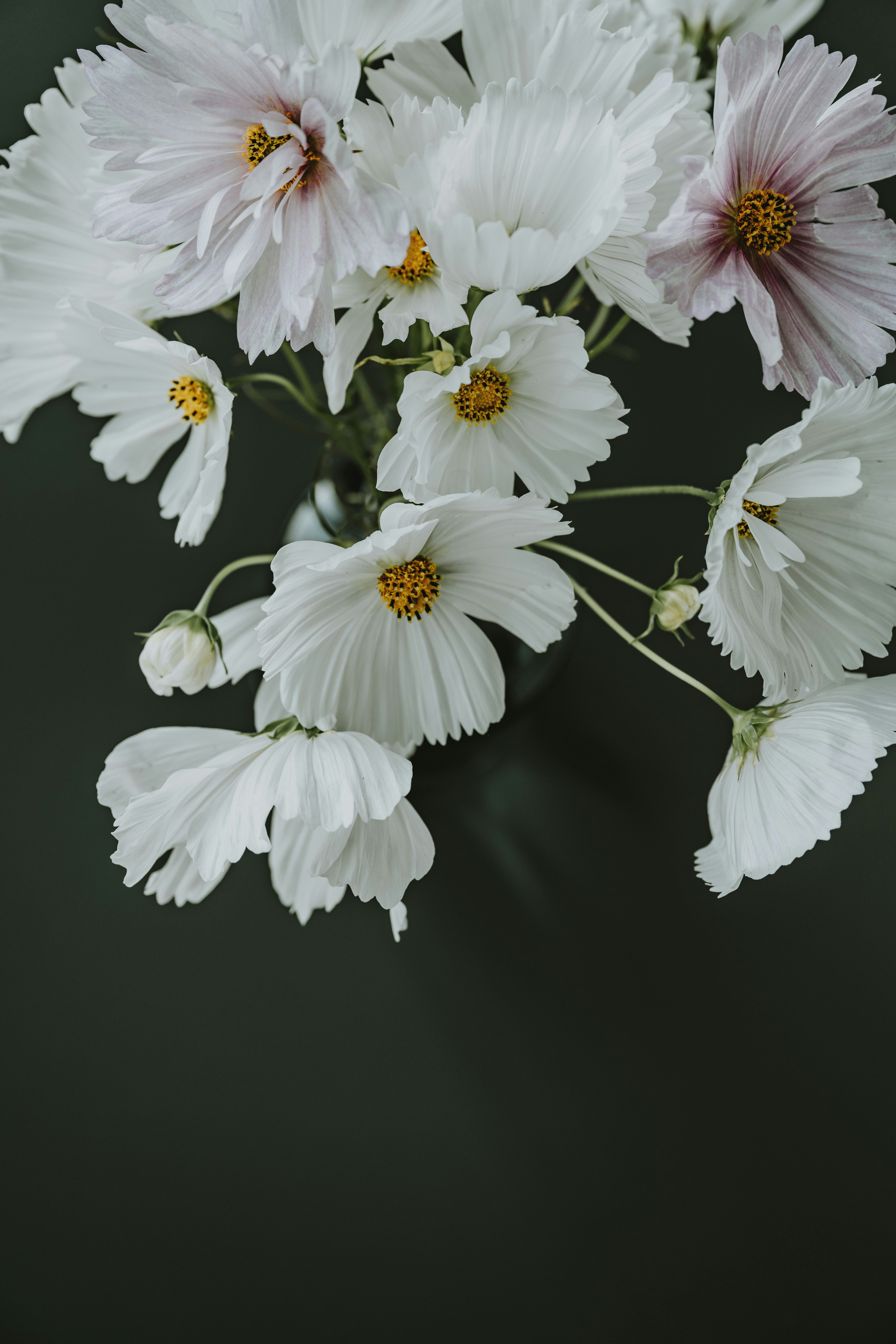 花瓶に棲んだ白い花束の写真 – Unsplashの緑の無料画像
