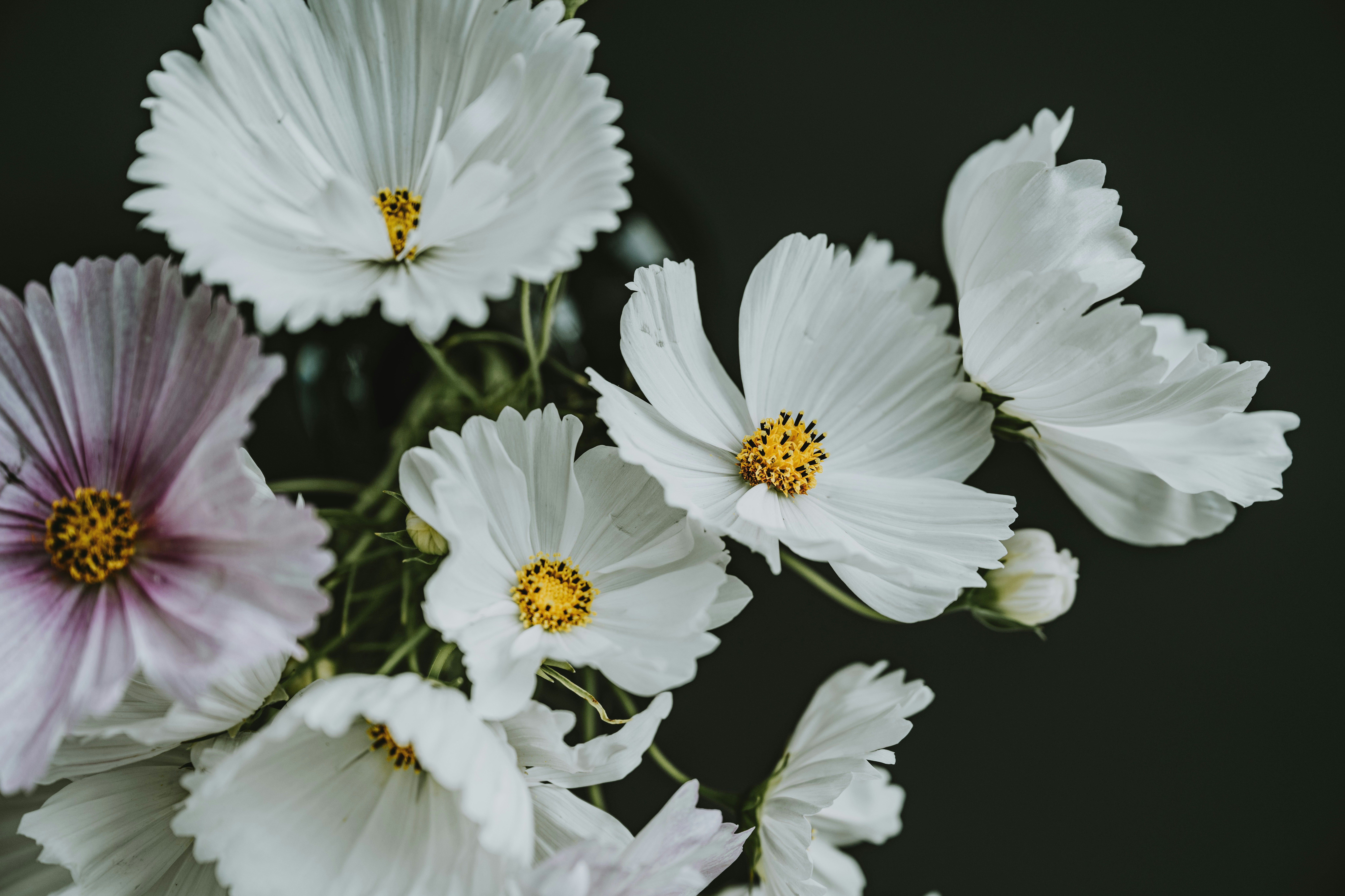 Photo by anitaaustvika