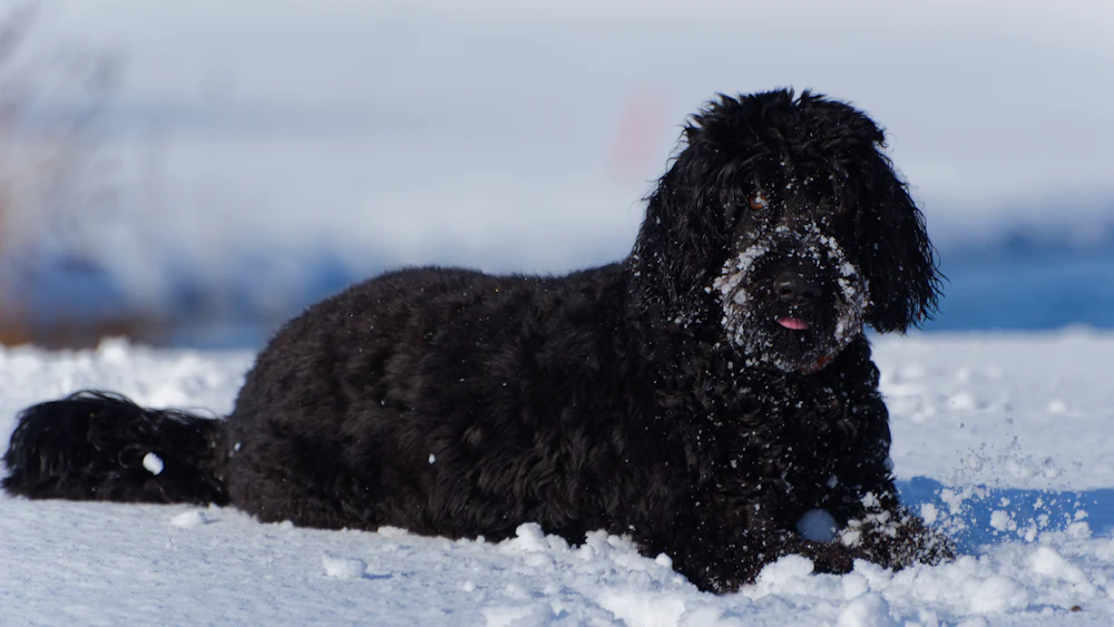 Portuguese Water Dog, photo 3