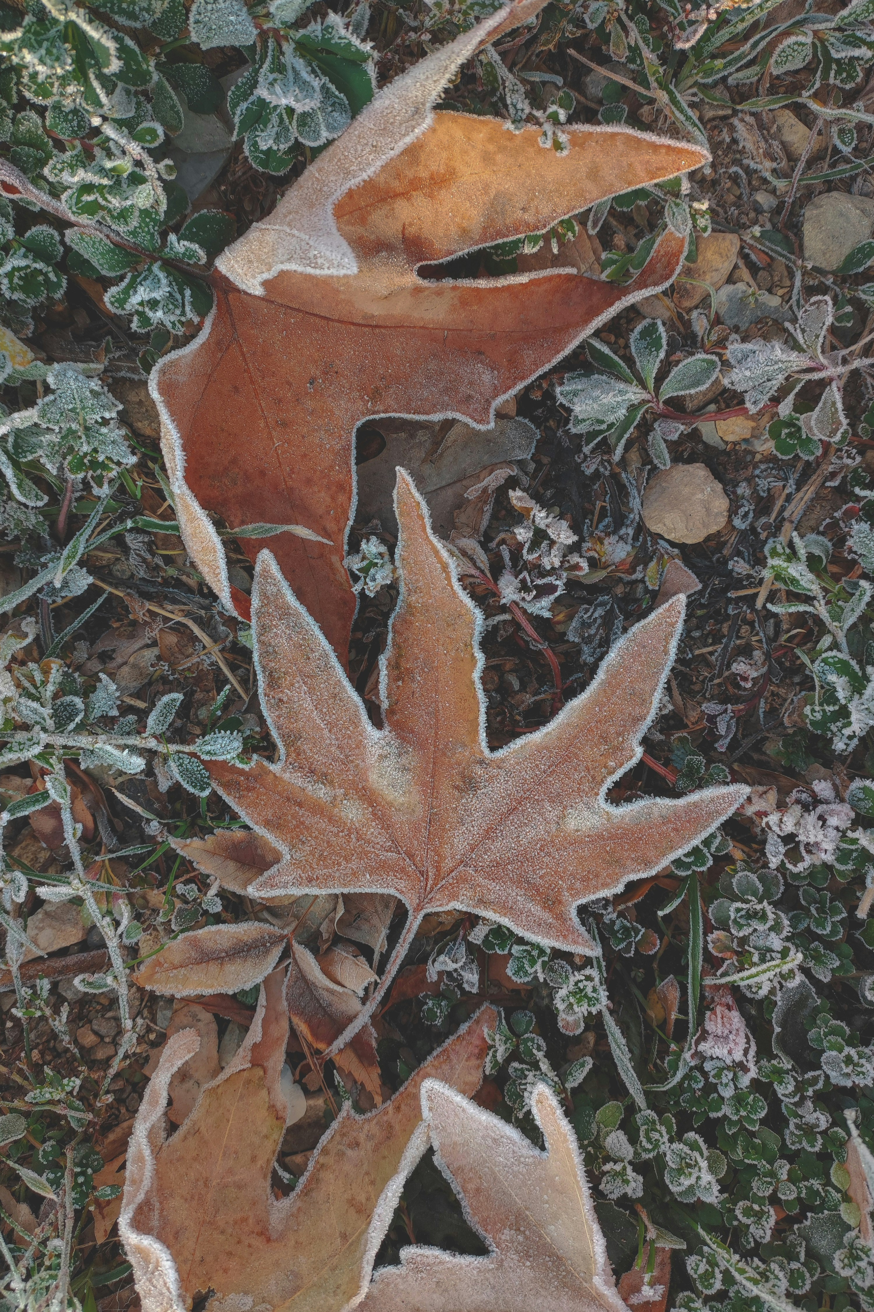 A couple of leaves that are on the ground