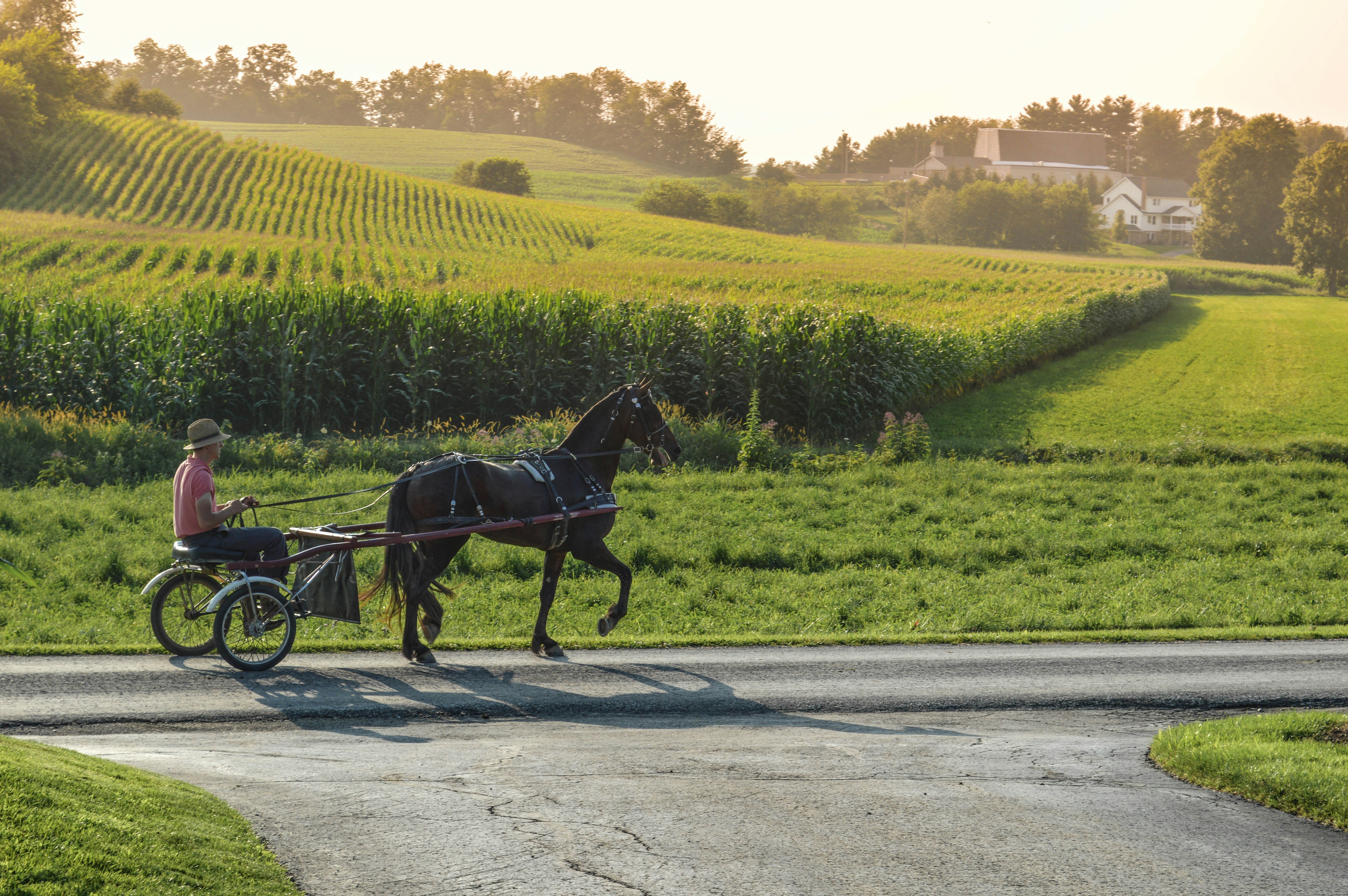 Pj's Root and Rise Travel's image